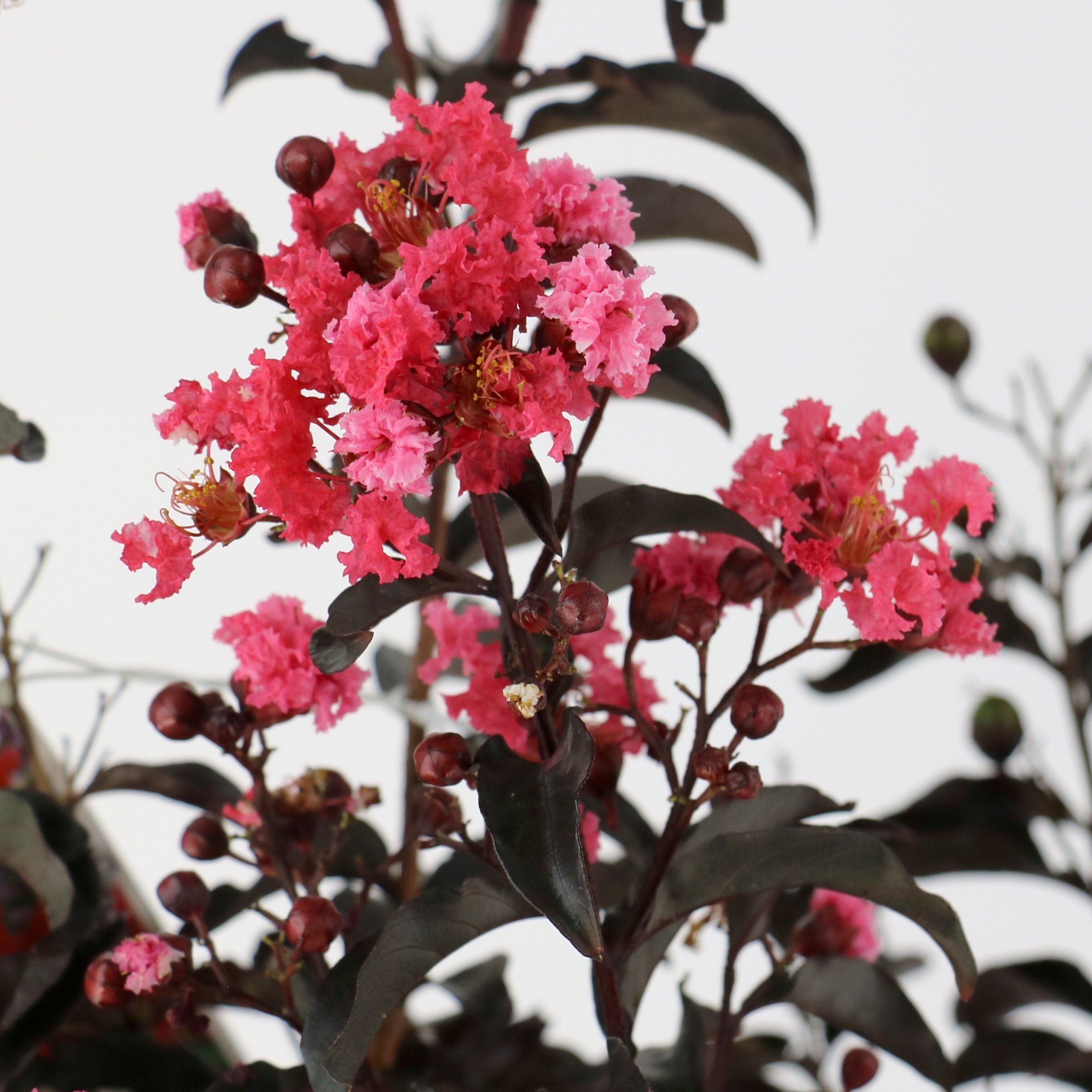 National Plant Network LW2729 trees - View #3