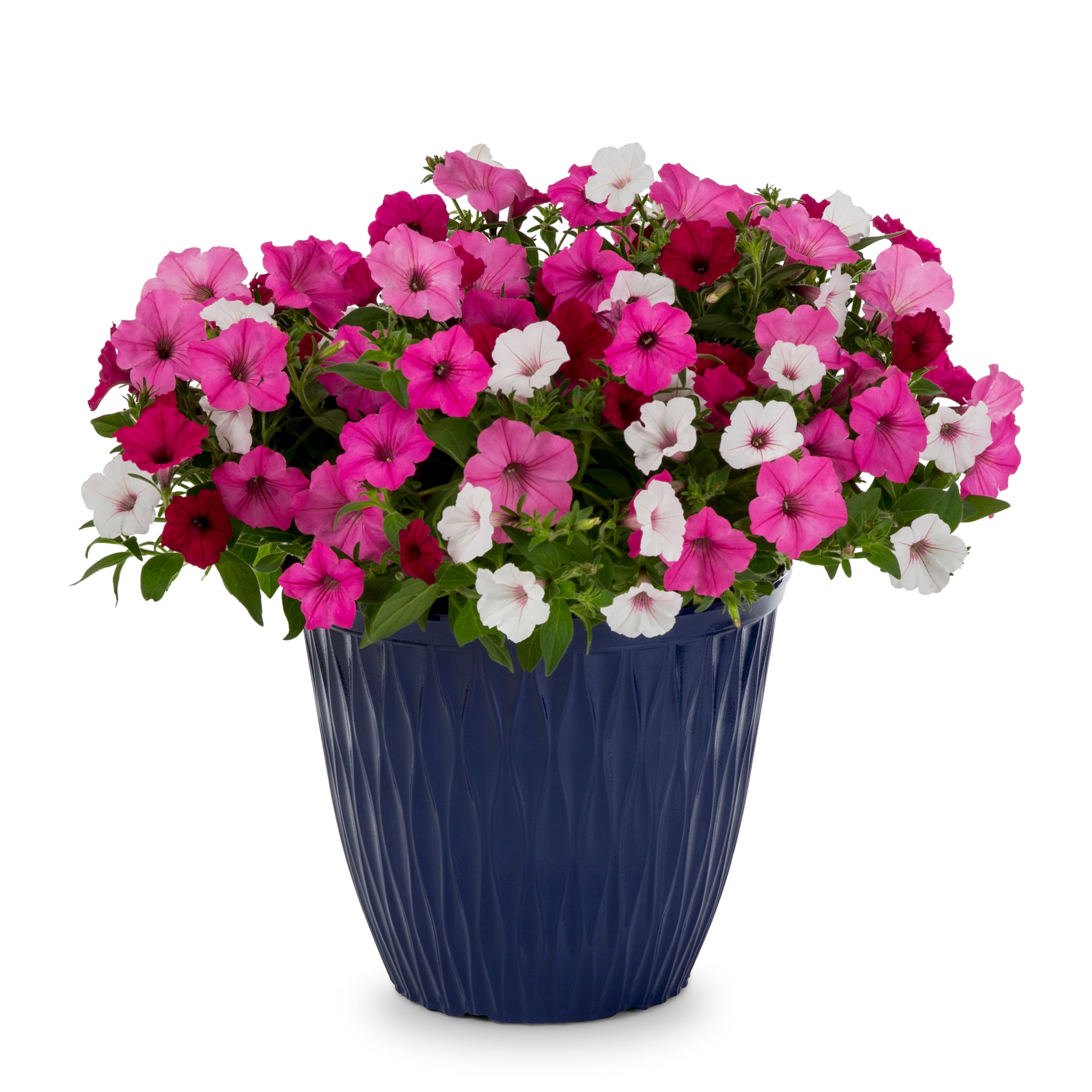 Lowe's NURSERY annuals - View #4