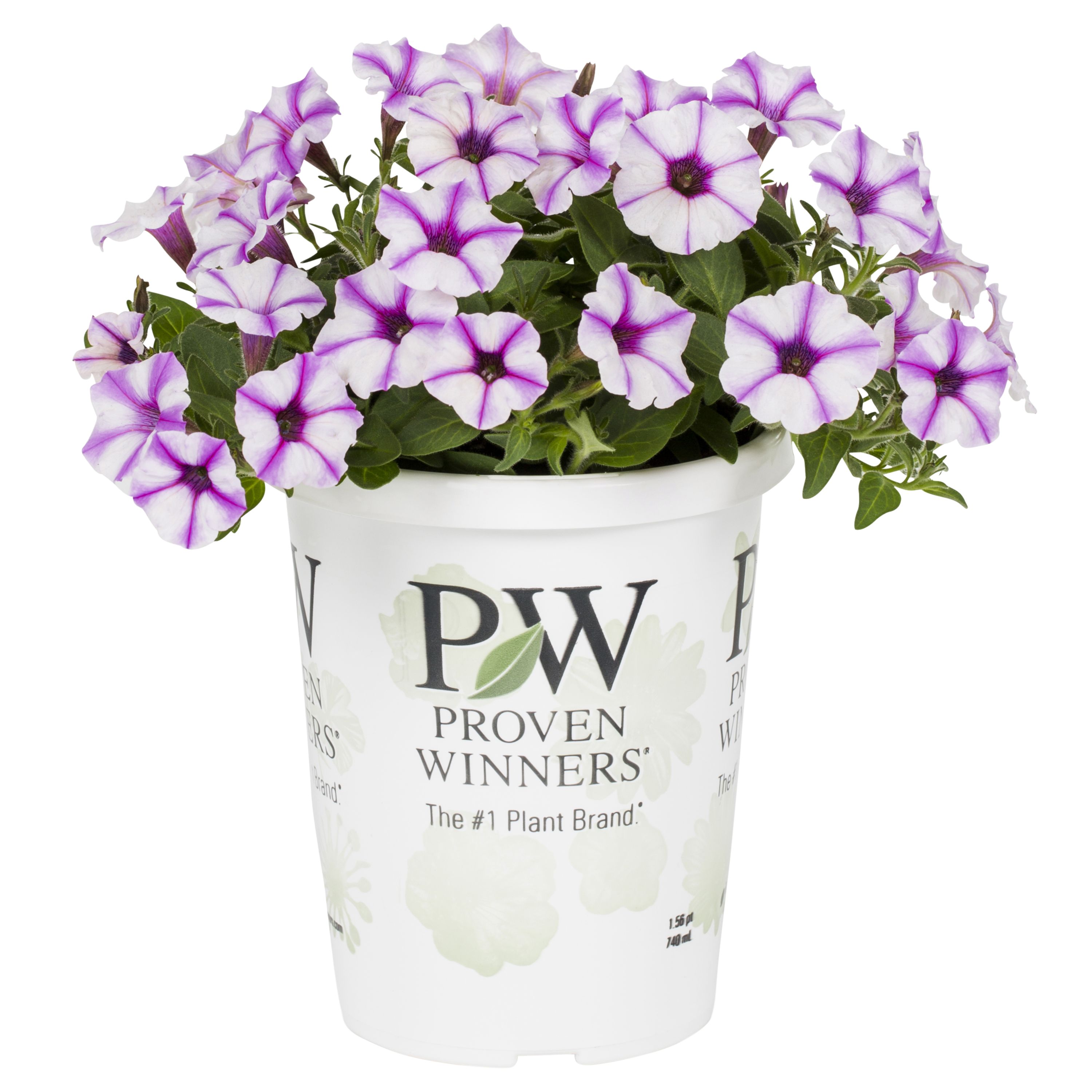 Proven Winners 4793 annuals - View #5