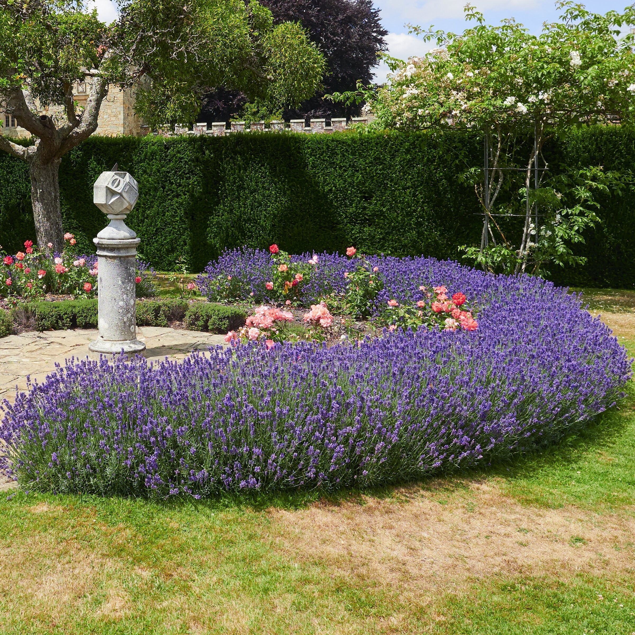 National Plant Network LW2582 annuals - View #7