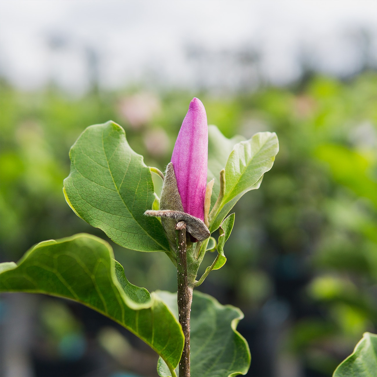 Perfect Plants LOANNMAGNOLIA5G trees - View #4
