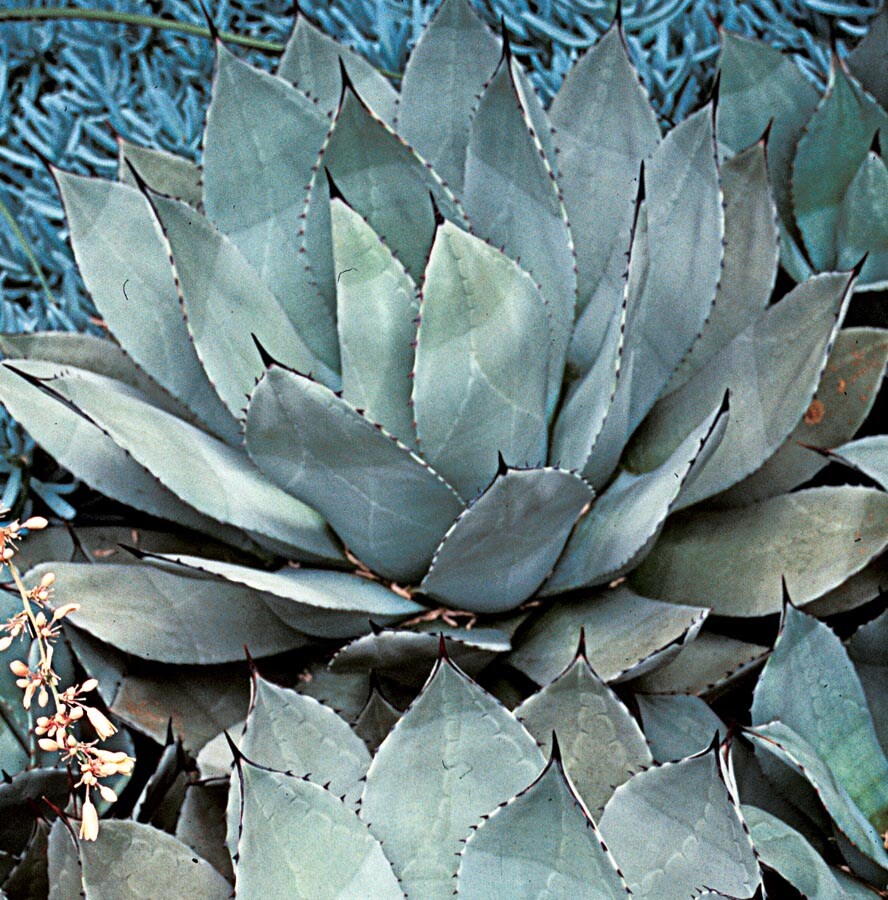 Agave parryi 'Desert Delight' 71 | www.tspea.org