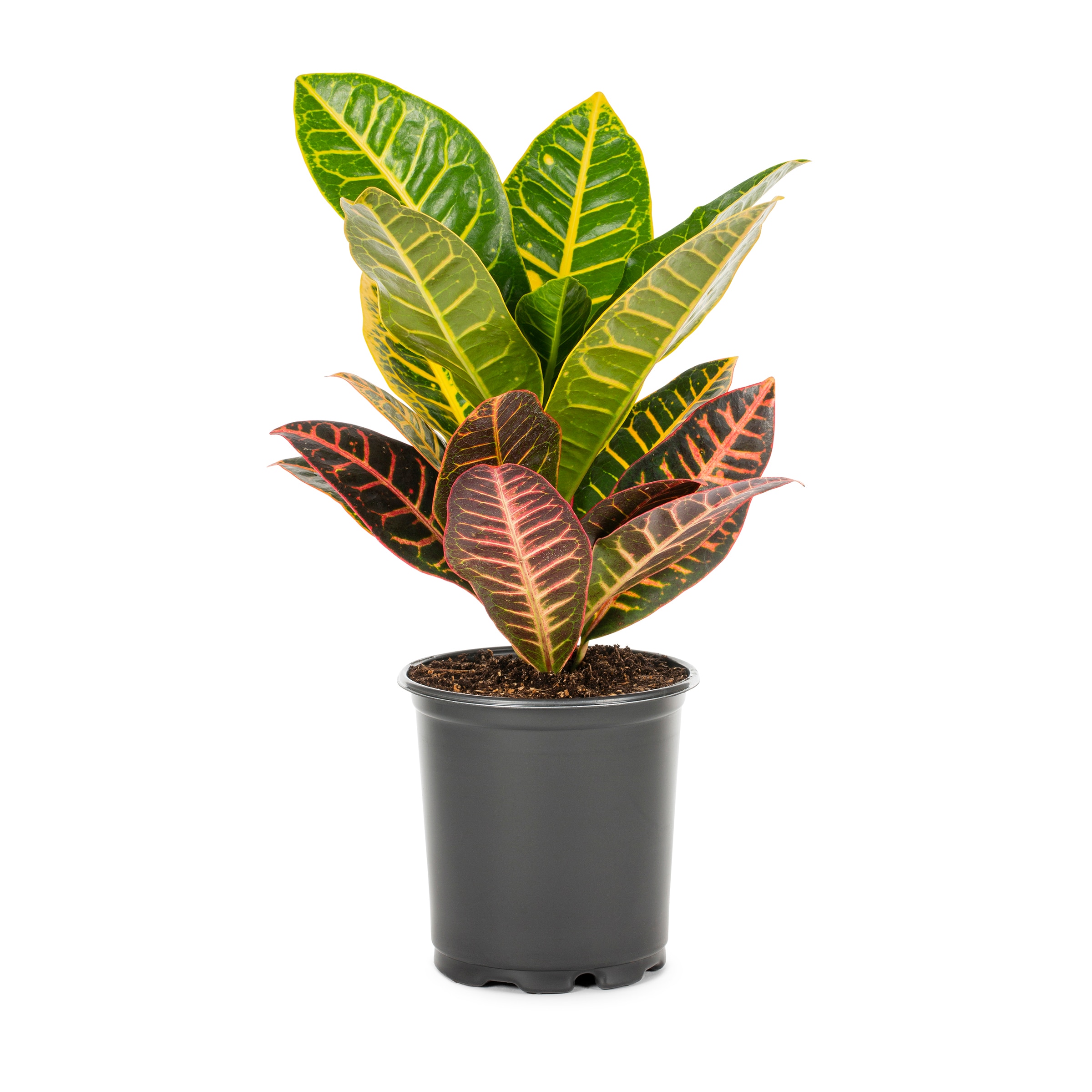 Lowe's NURSERY Croton Petra in 2.5-Quart
