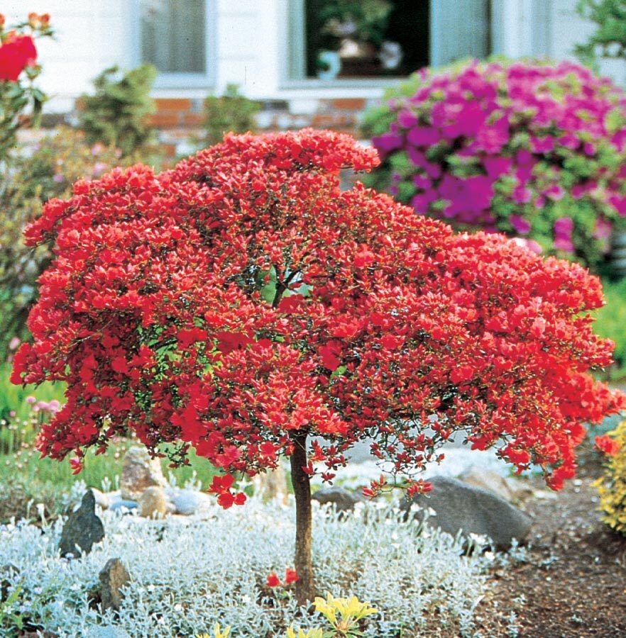 Lowe's NURSERY Mixed Tree Azalea Flowering Shrub in In pot (with soil)