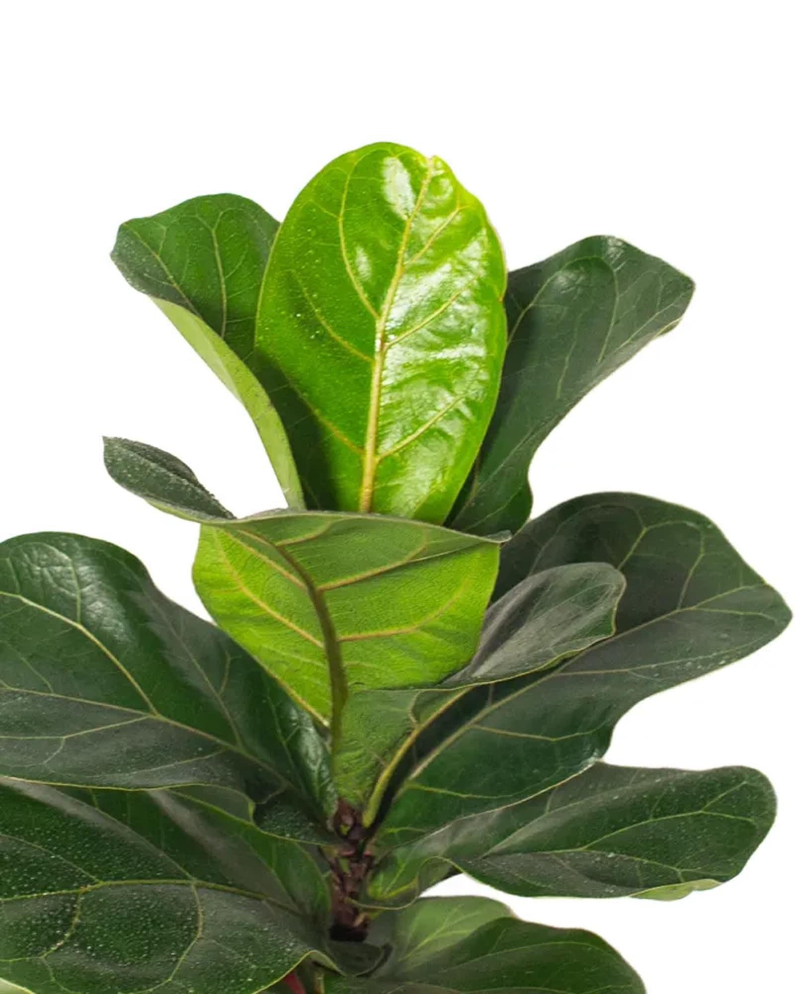 LiveTrends Malaysia Live Ficus Lyrata Plant House Plant in 6-in Planter ...