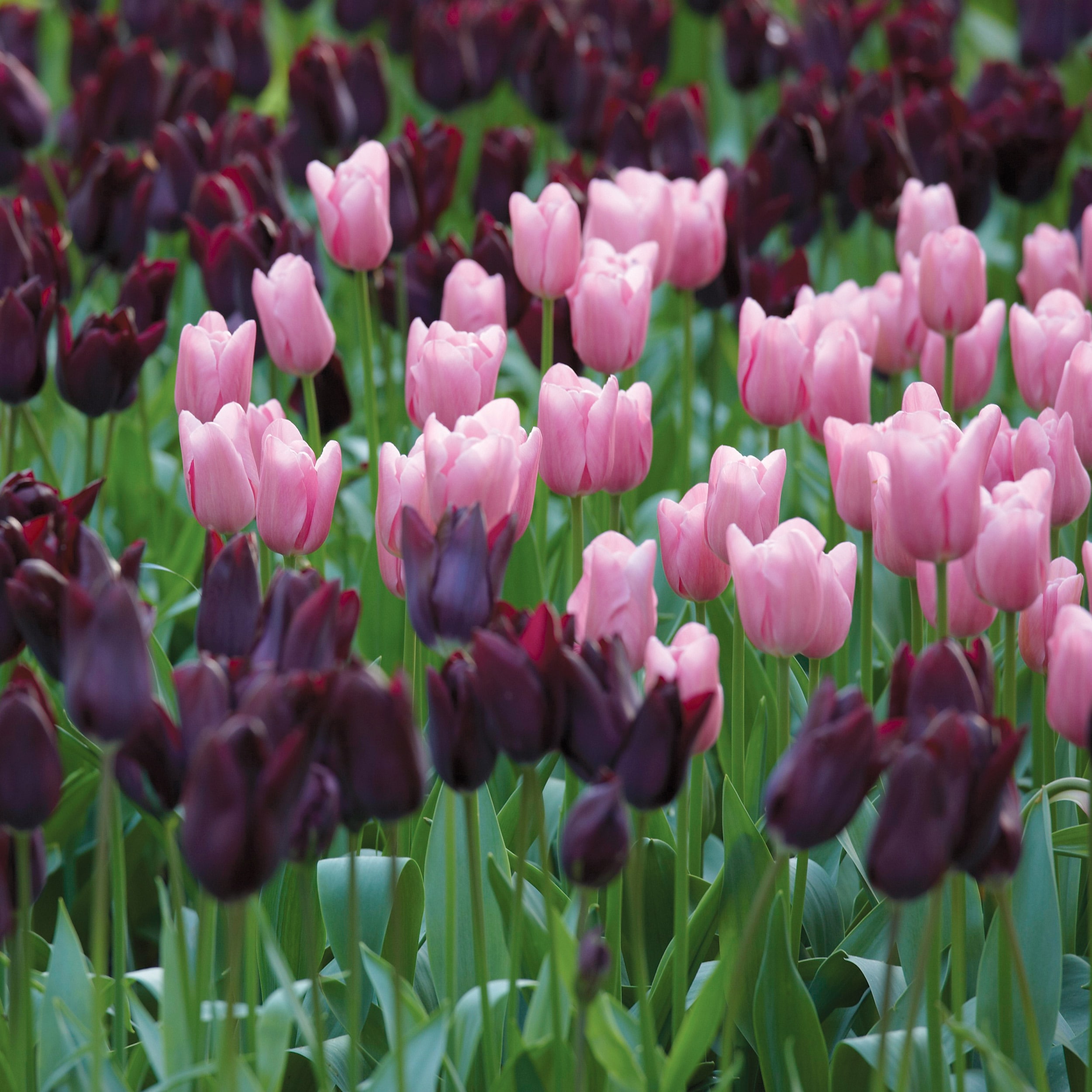 Miracle-Gro Multicolor Purple and Pink Mix Triumph Tulip Bulbs 100 ...