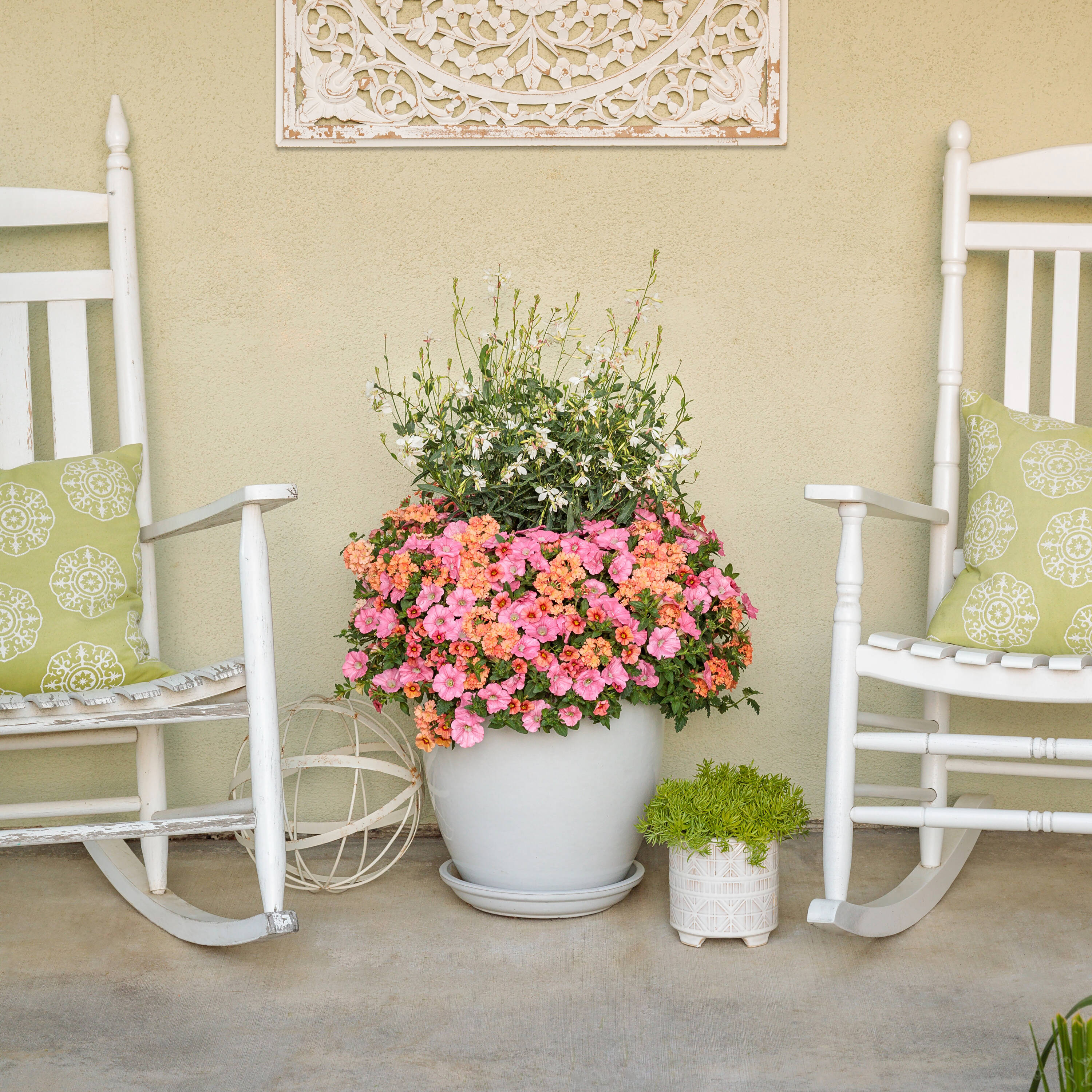 Proven Winners BELPRW1267504 annuals - View #3