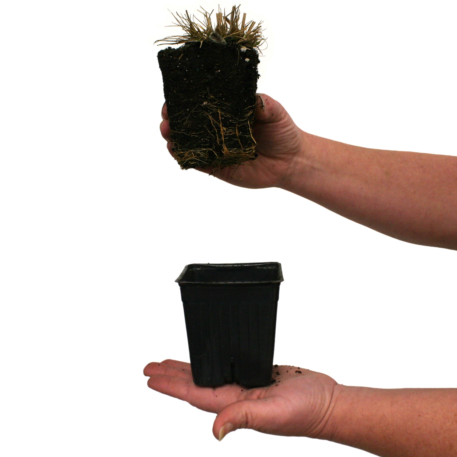 Van Zyverden 84591 Plant-Bulbs - View #4