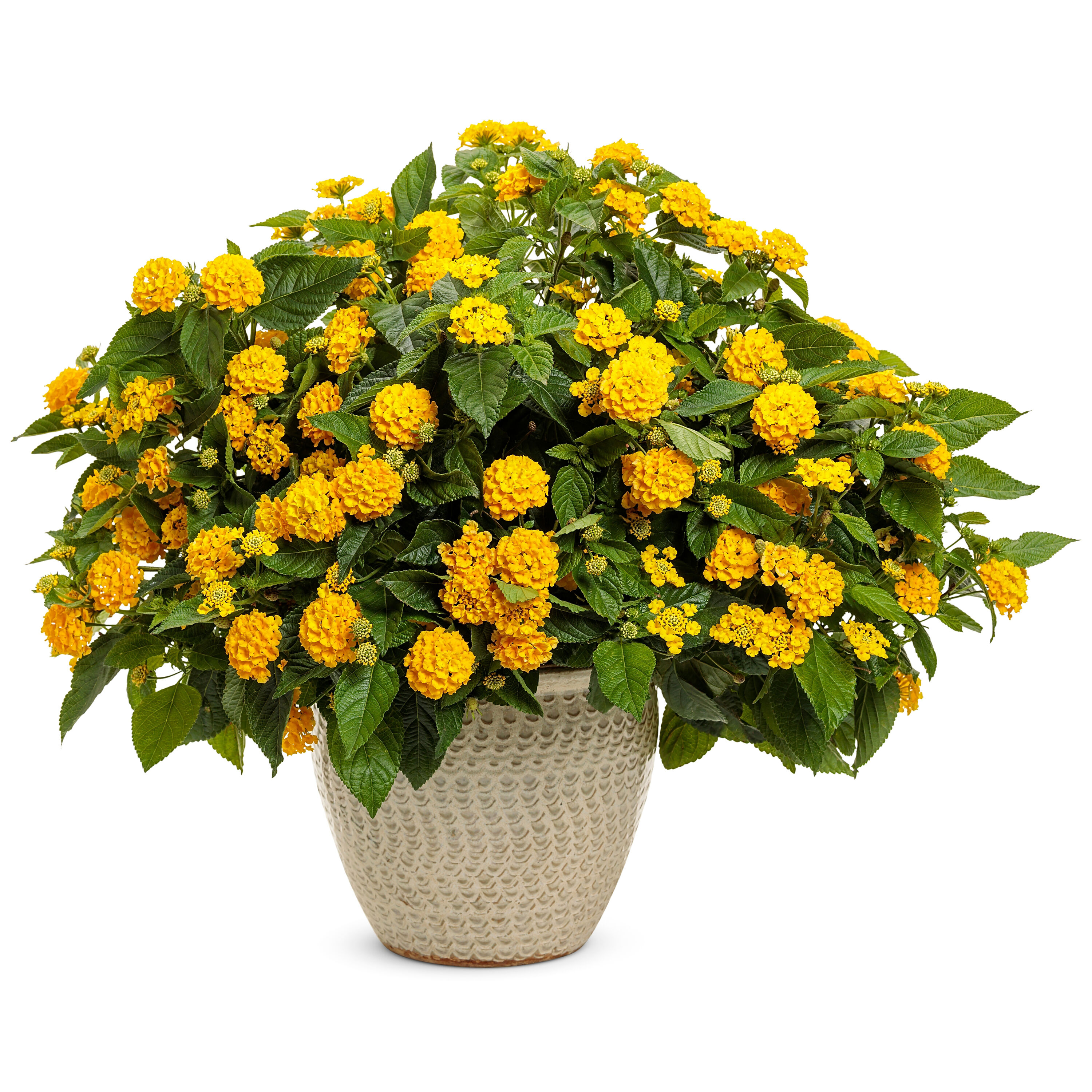Proven Winners LANPRW3027504 annuals - View #6