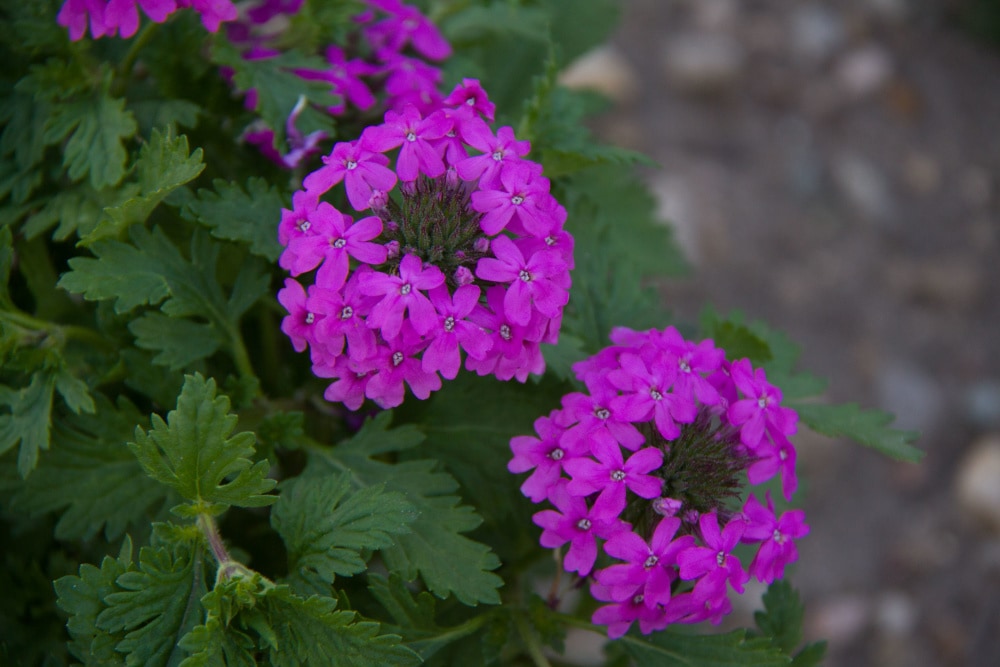 Verbena Purple Homestead for Sale