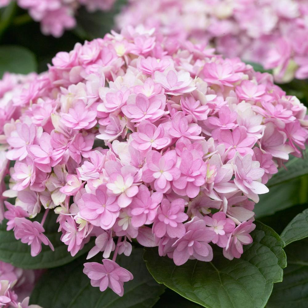 Spring Hill Nurseries 78215 shrubs - View #2