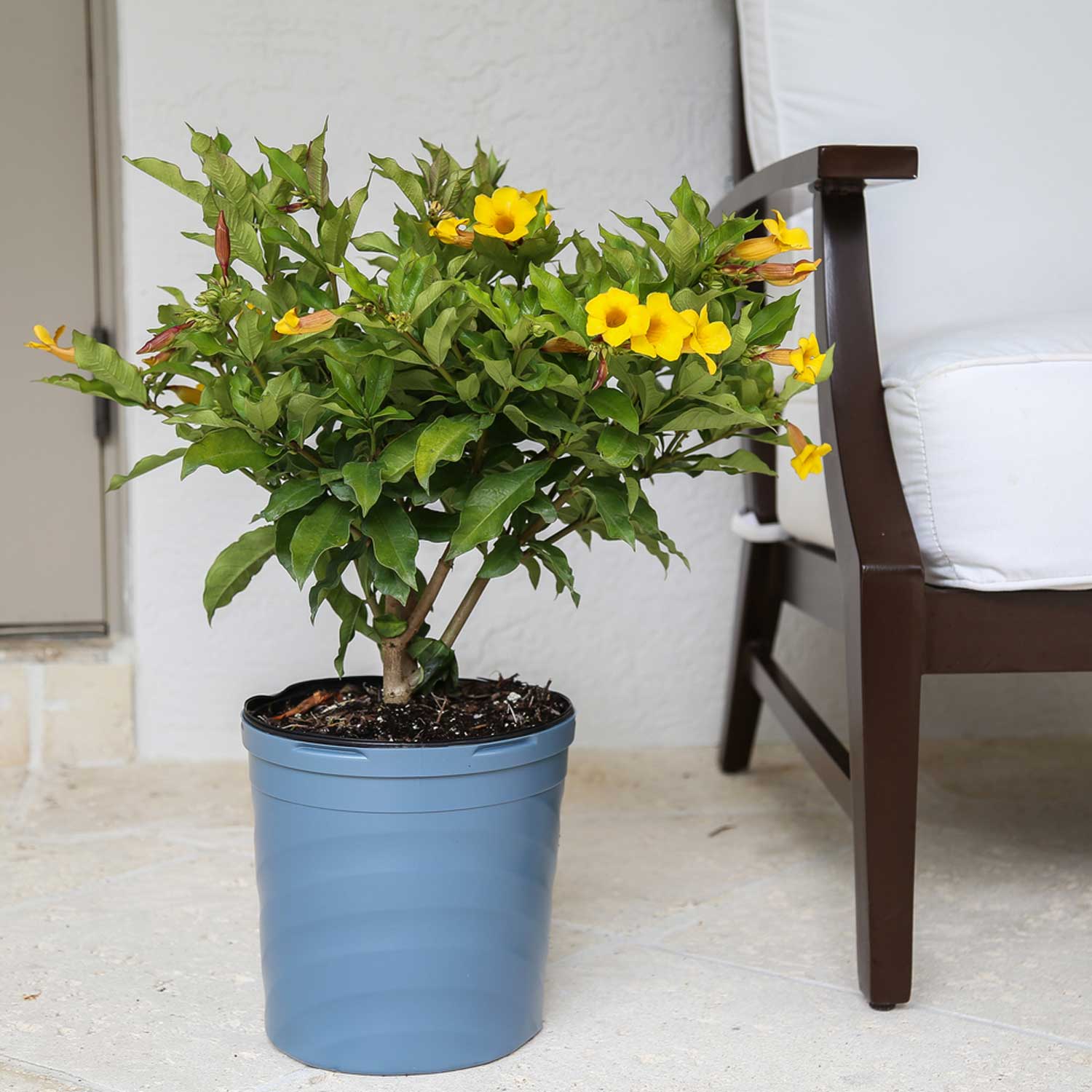 Costa Farms L-ALL-G-POT-01-LW shrubs - View #2