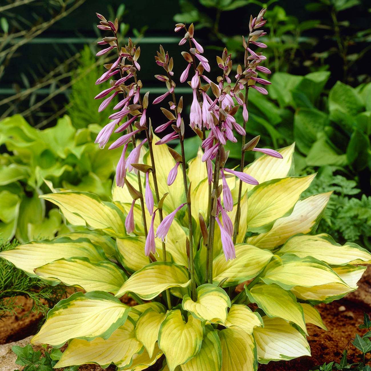 Van Zyverden 83790 Lavender Hosta Lady Guinevere Bulbs 3 Count