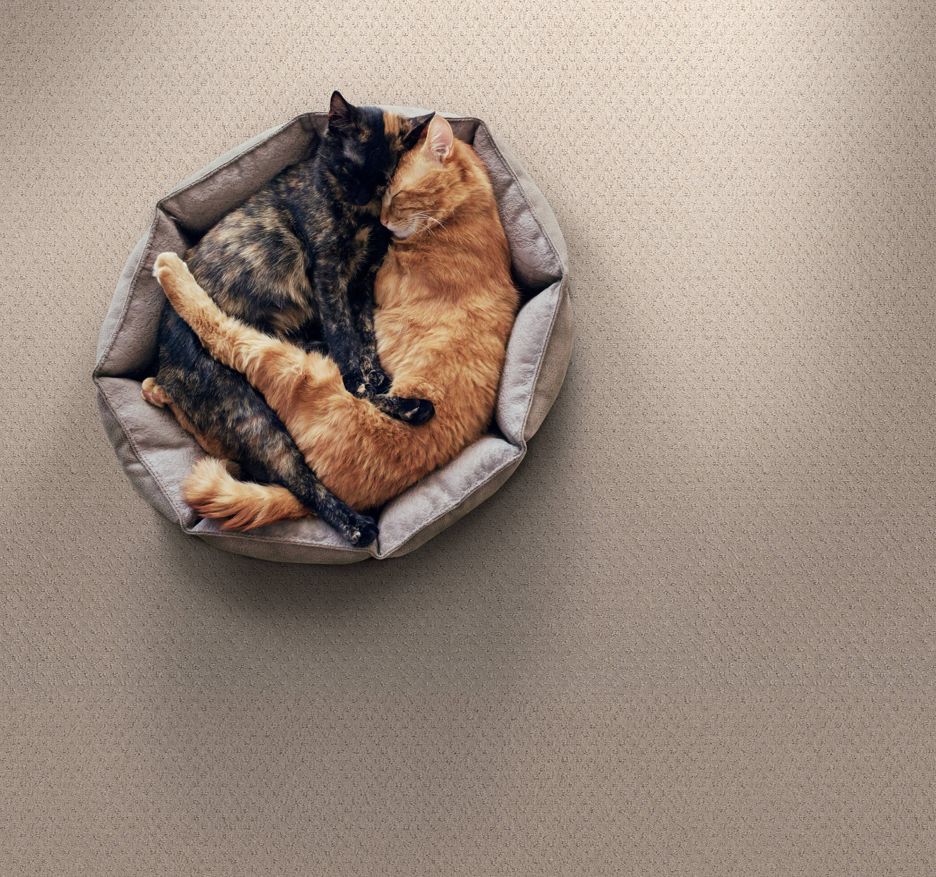 STAINMASTER PetProtect 7L89900752 Carpet-Panel - View #3