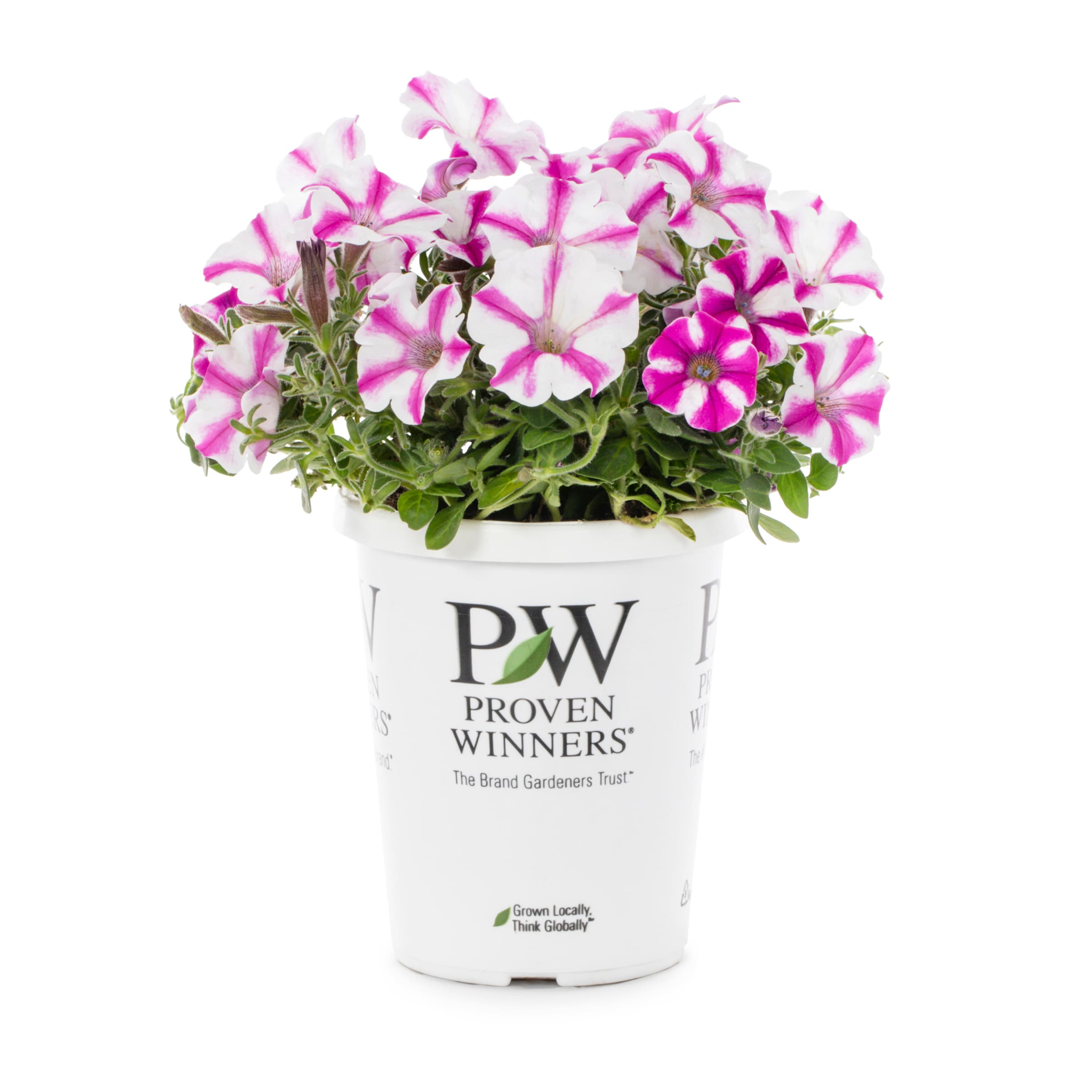Proven Winners 5199145 Multicolor Petunia in 1.5 Pint Pot 1 -Pack