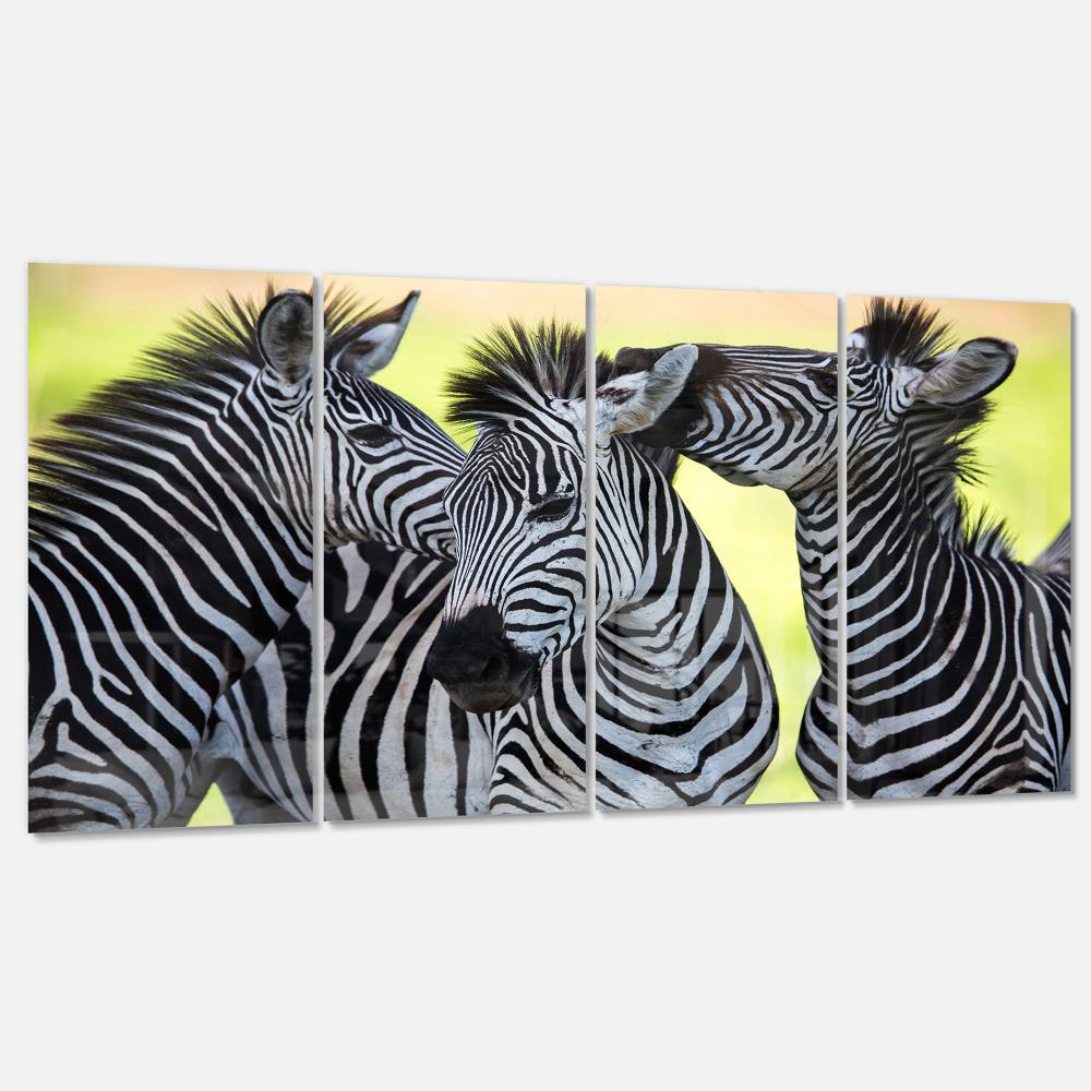 Designart Zebras Socializing and Kissing- Multipanel African Metal Wall ...