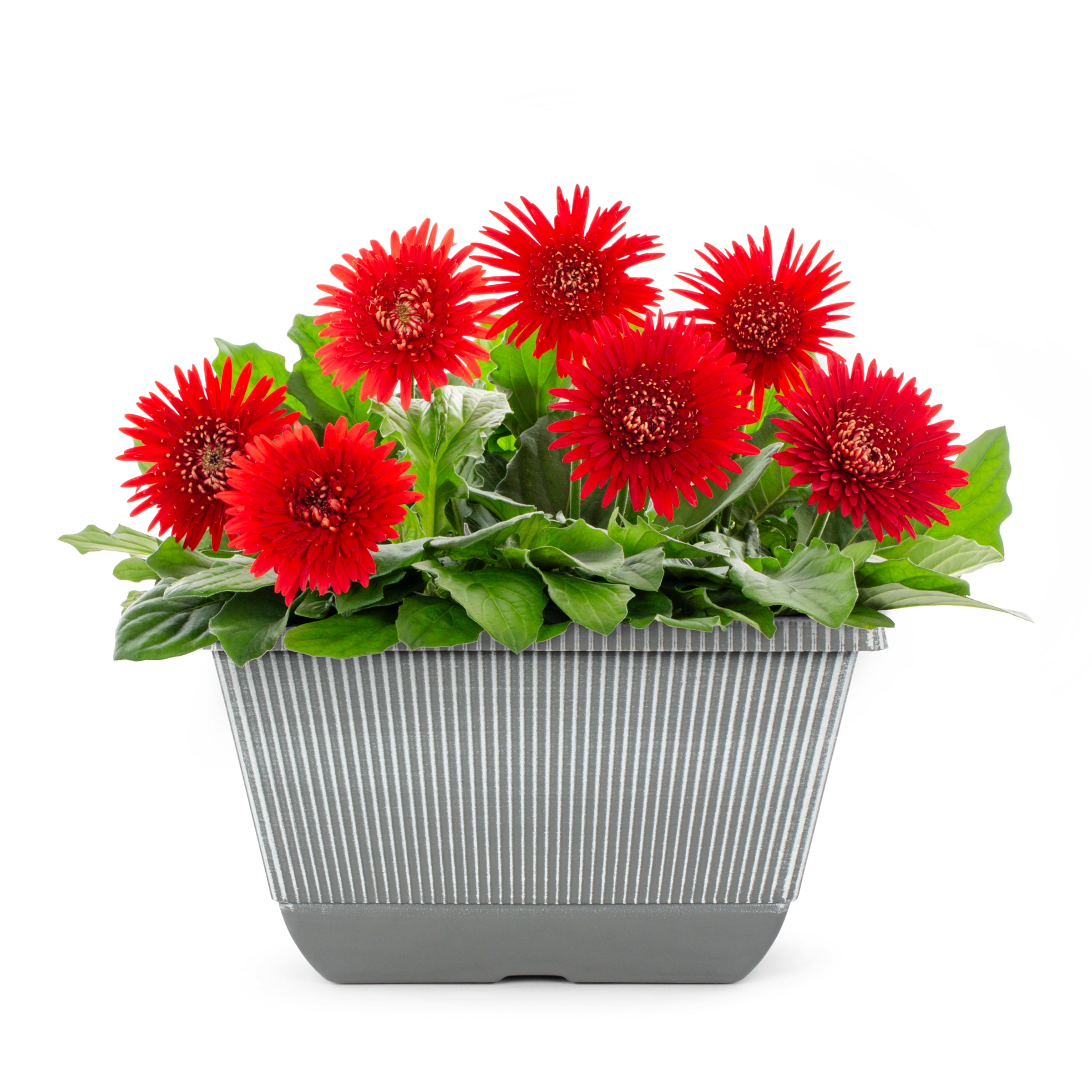 Lowe's NURSERY Multicolor Gerbera Daisy in 1.5 Gallon(s) Planter 1 -Pack