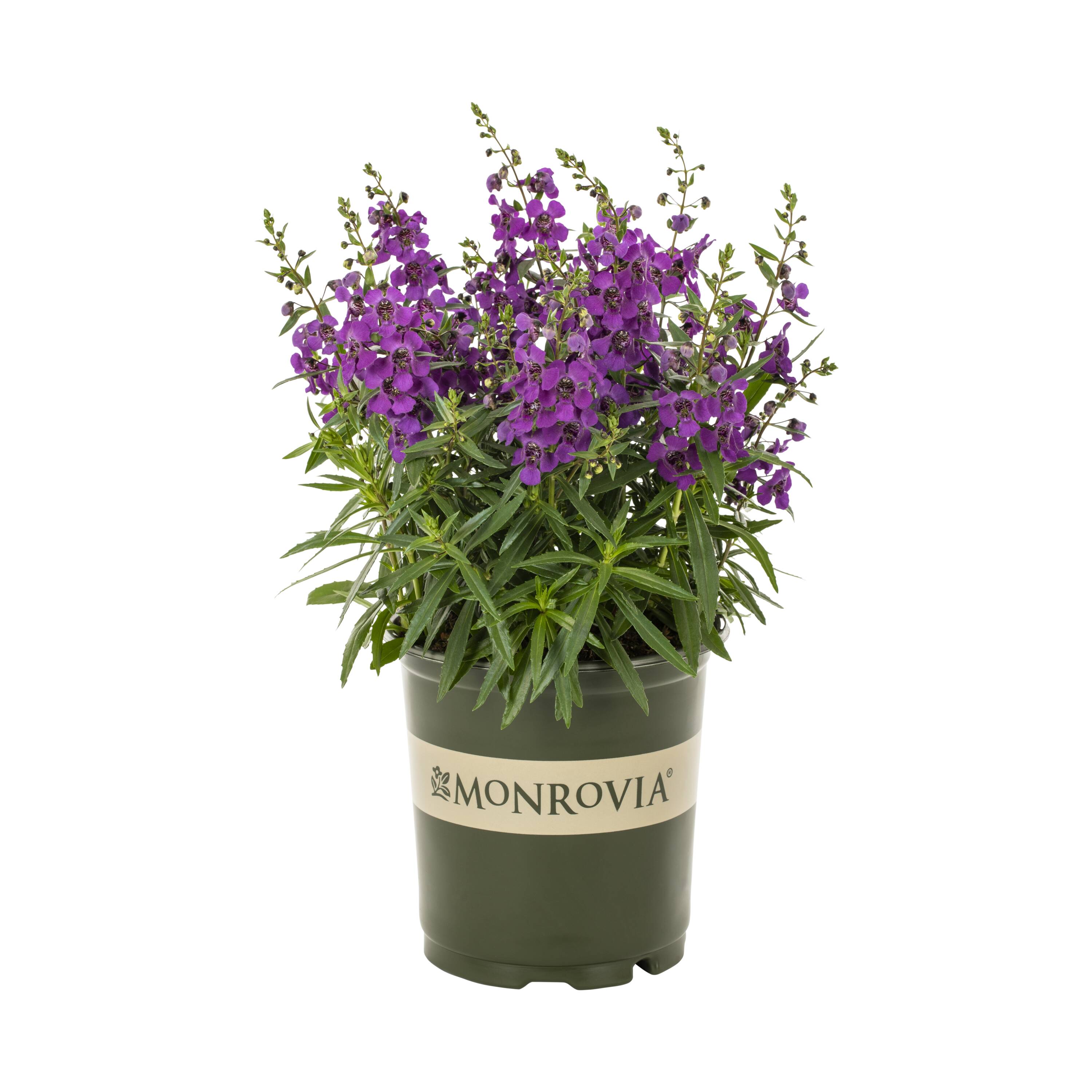 Monrovia 4971 annuals - View #5