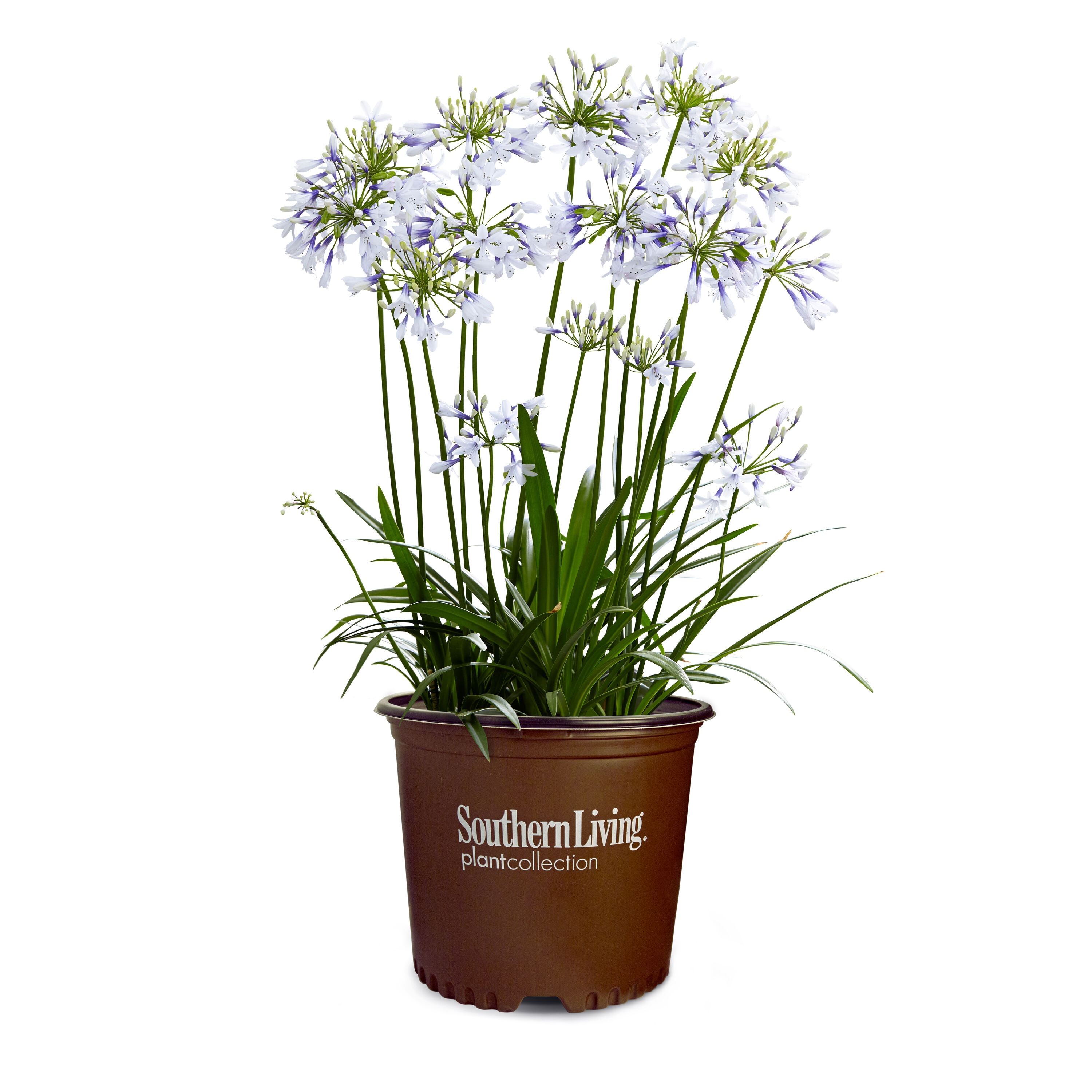Southern Living 4869385 Ever Twilight Agapanthus Flowering Shrub in 1.5 -Gallon Pot 1 -Pack with White Blooms