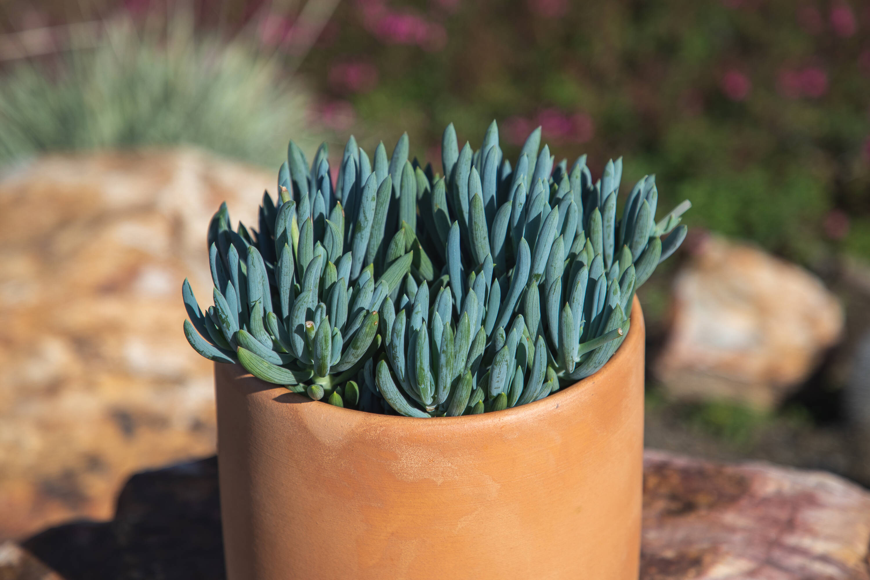 Altman Plants 0880119 Cacti-Succulents - View #7