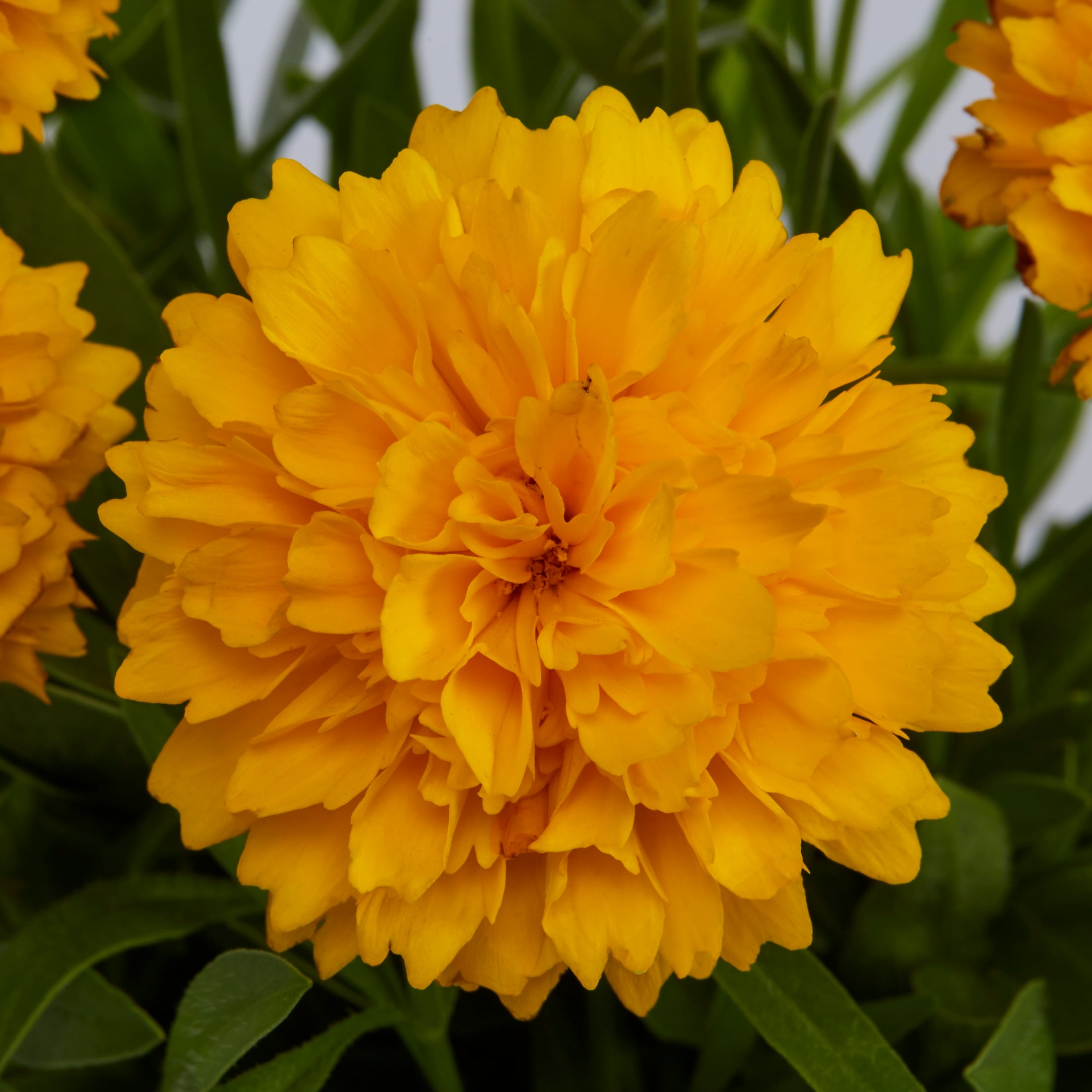 Monrovia 78499 perennials - View #2