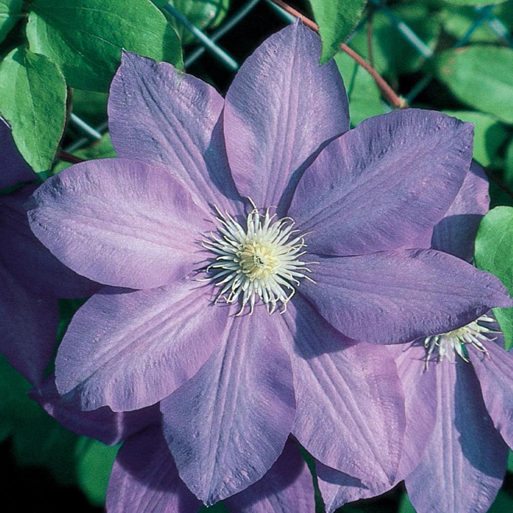 Lowe's NURSERY -Gallon Pot Clematis