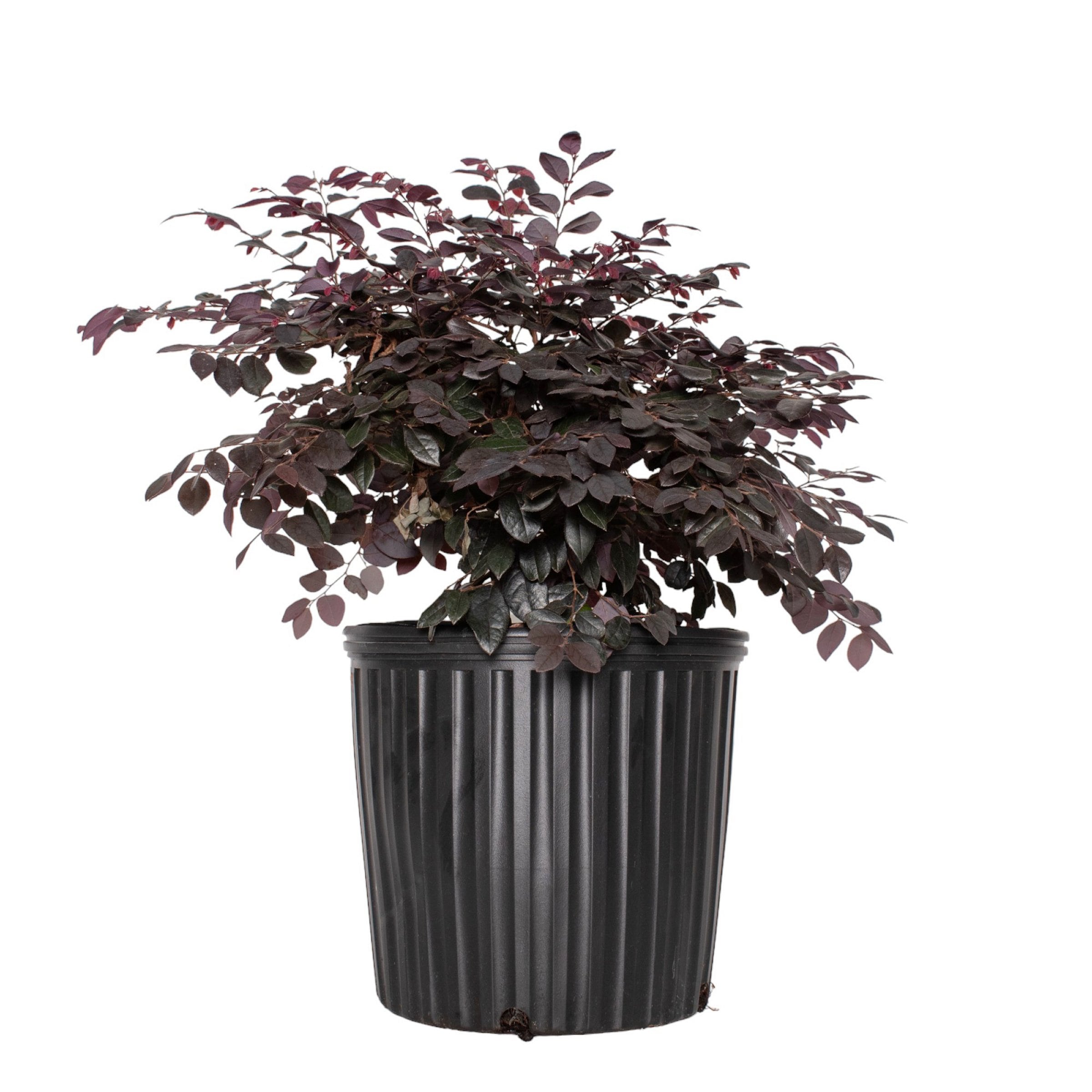 National Plant Network LW1809 shrubs - View #5
