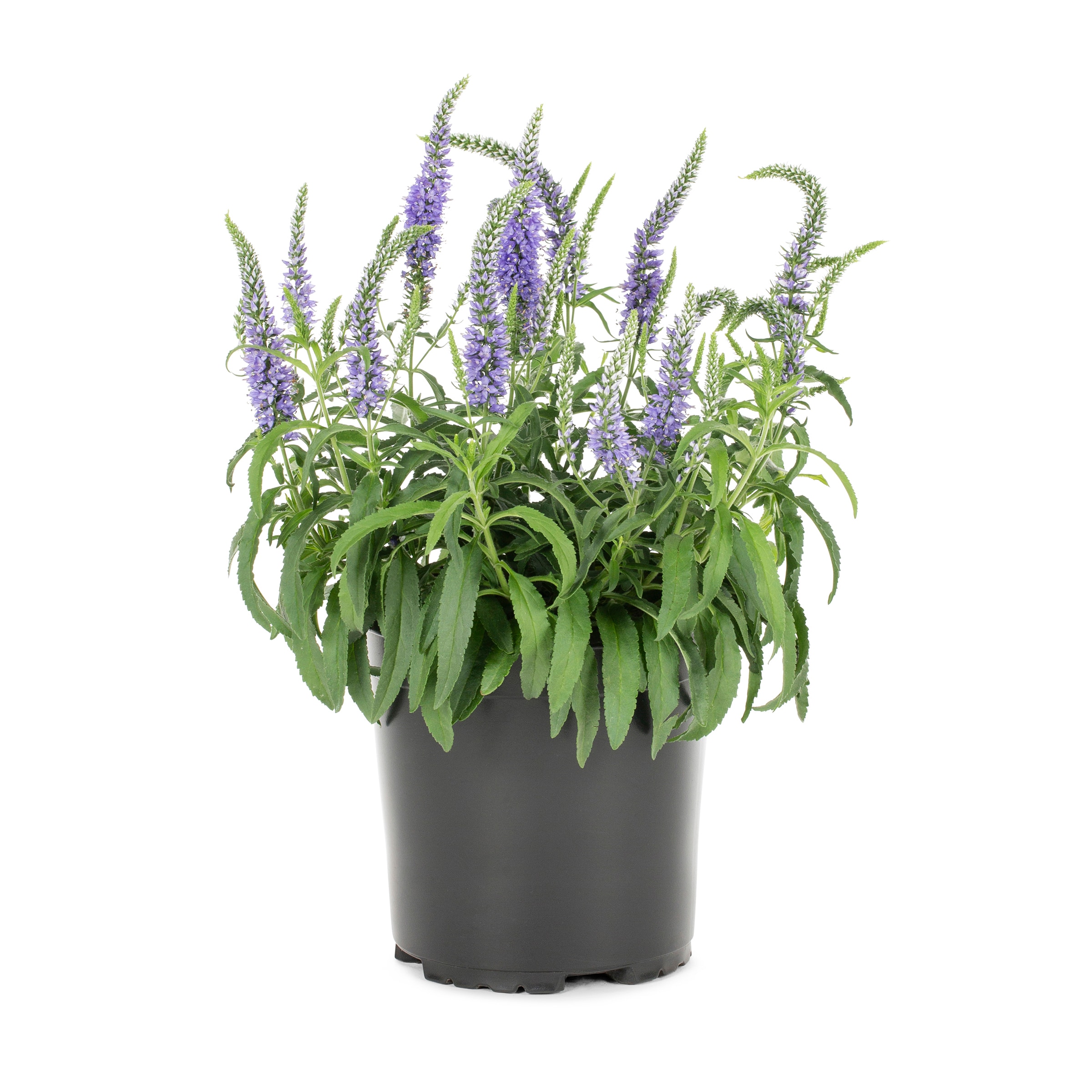 Lowe's Multicolor Veronica Plant in 2.5 -Quart Pot 1 -Pack #50048