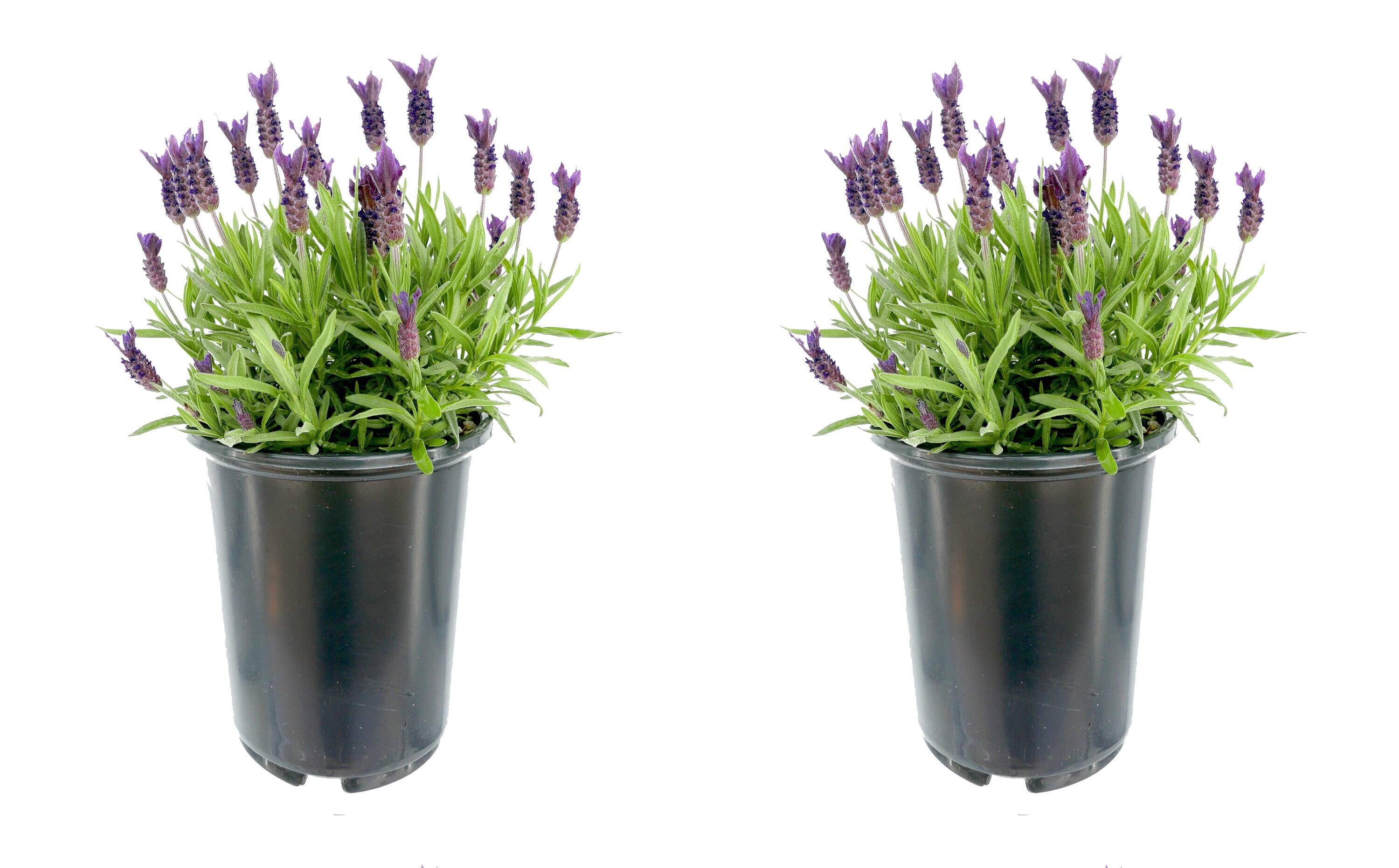  1081 perennials - View #4
