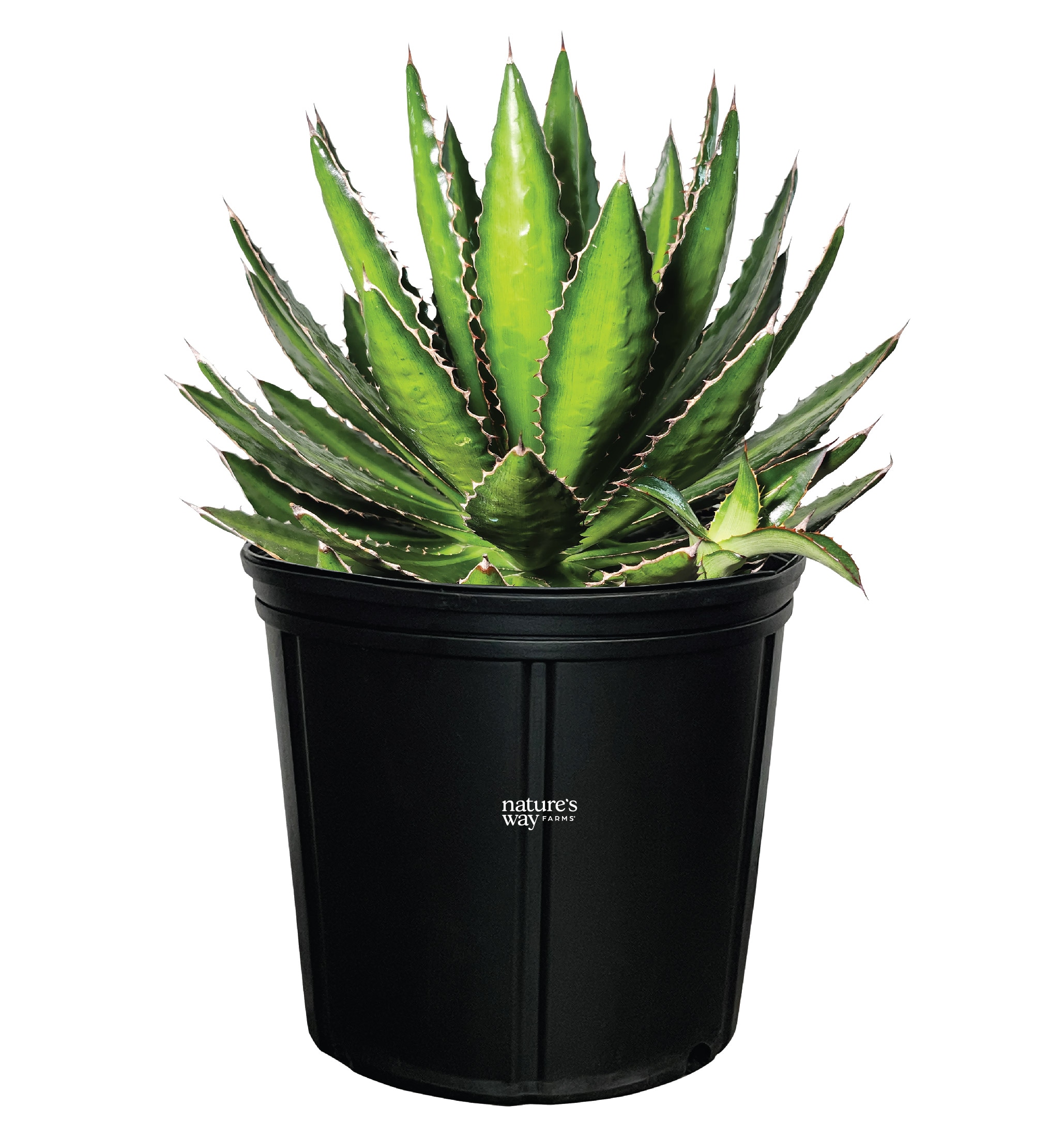  20113 Green Four-Colored Agave Plant in 10 -in Pot 1 -Pack