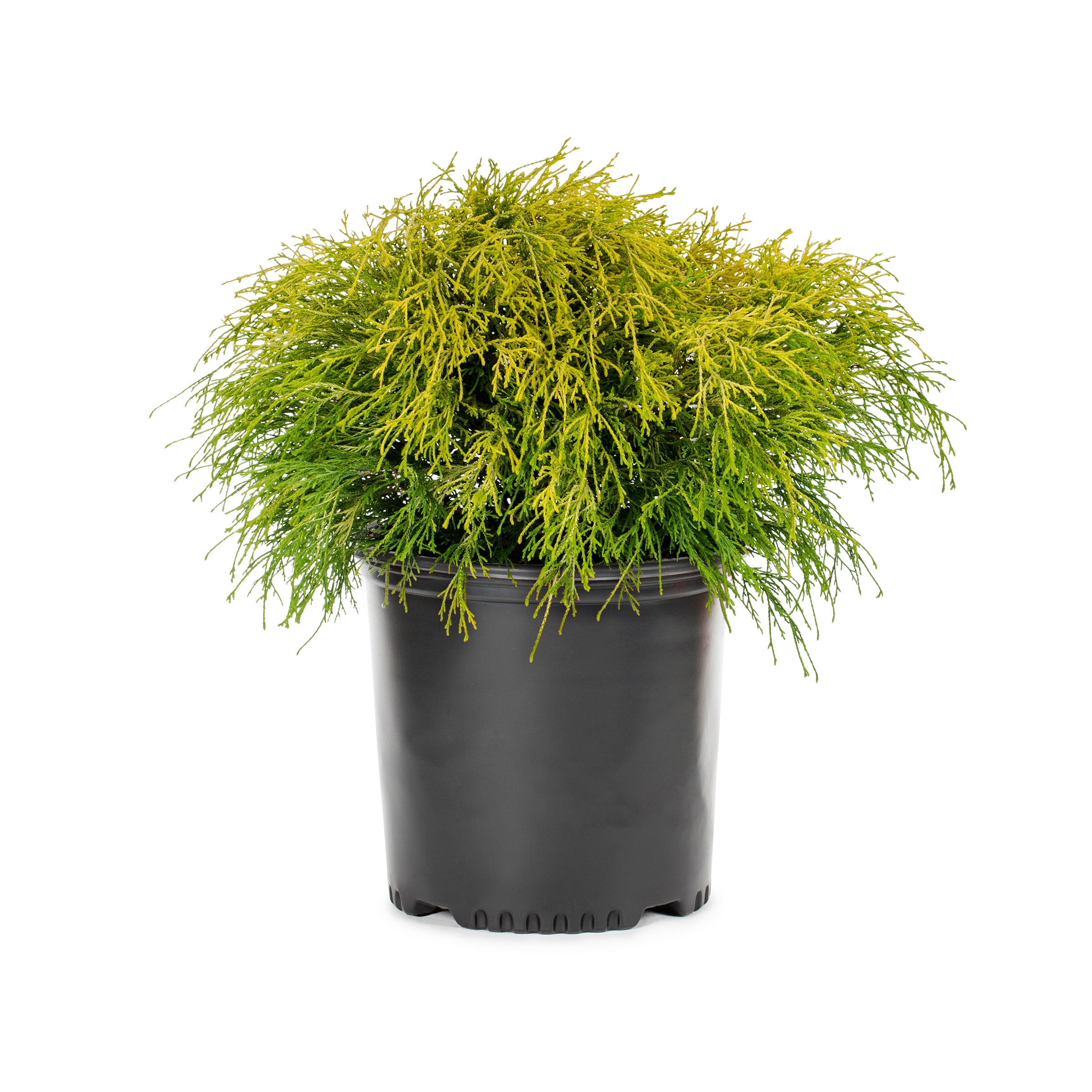 Lowe's NURSERY 