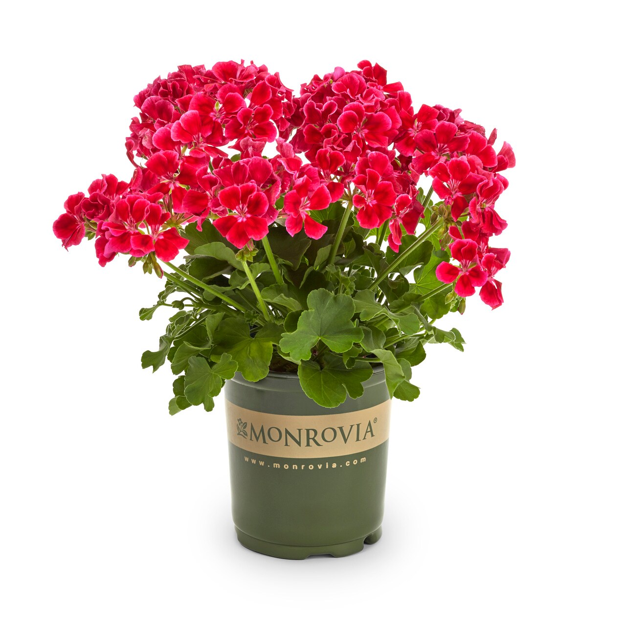 Monrovia Red Geranium in 2.5-Quart Pot 3-Pack in the Annuals department ...