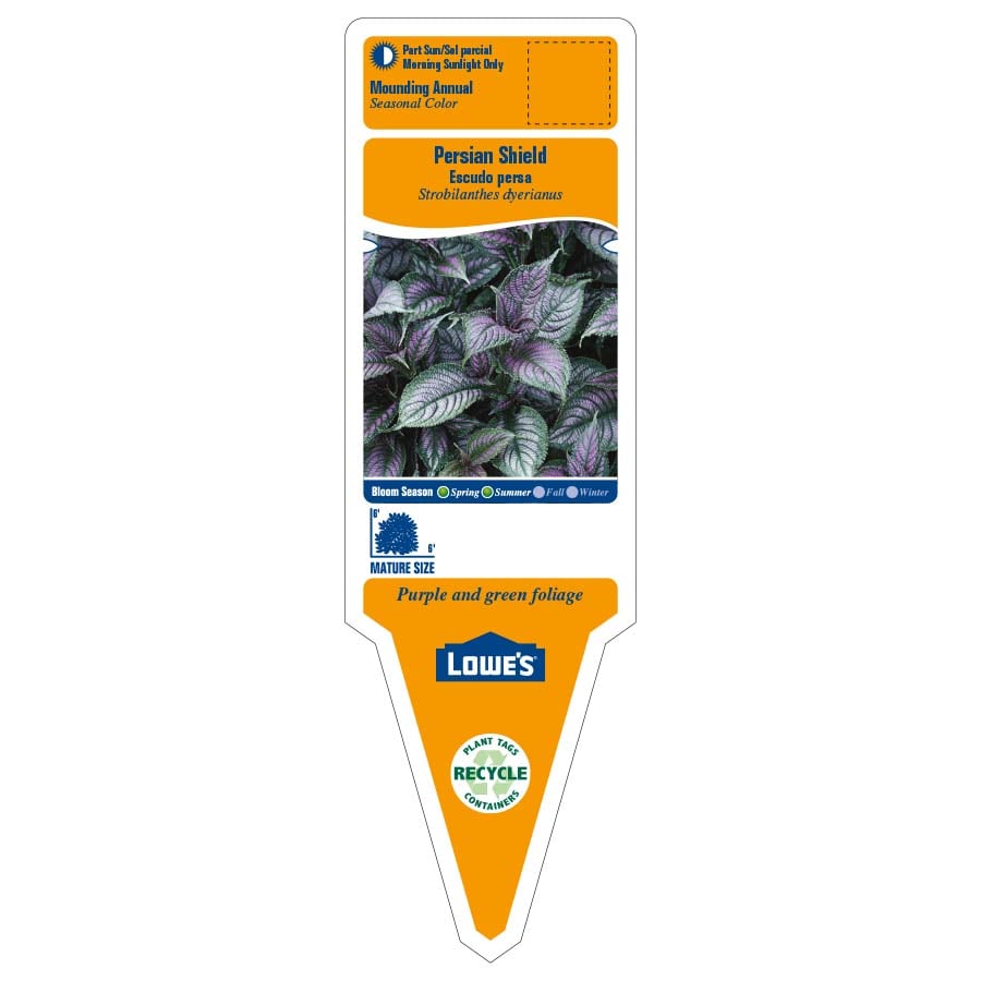 Lowe's NURSERY annuals - View #2