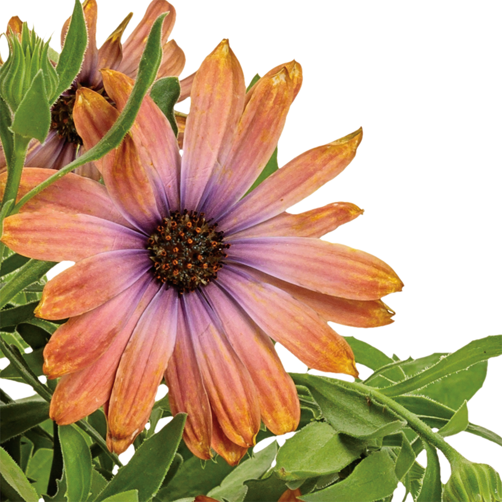 Lowe's NURSERY annuals - View #2