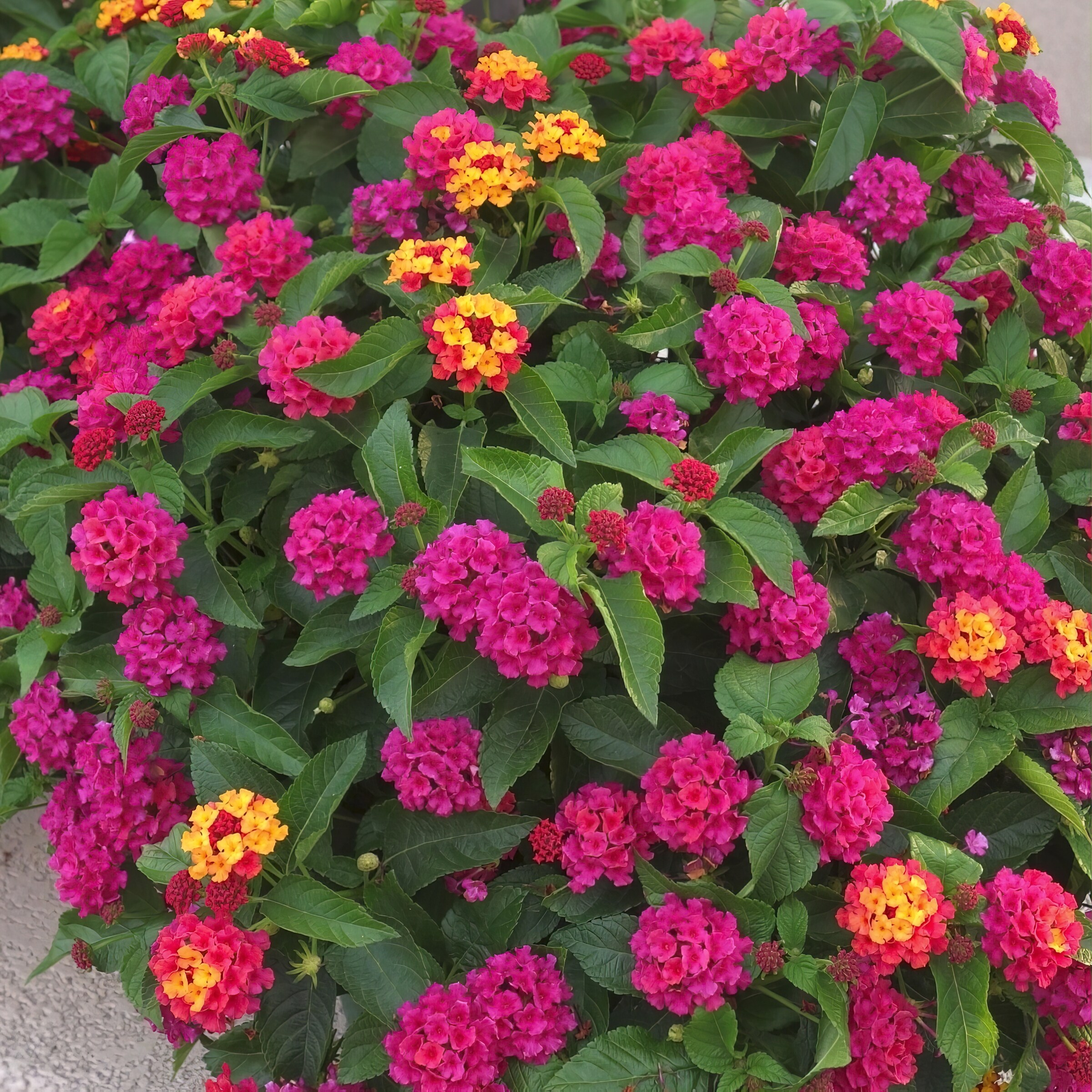National Plant Network LW1569 annuals - View #2
