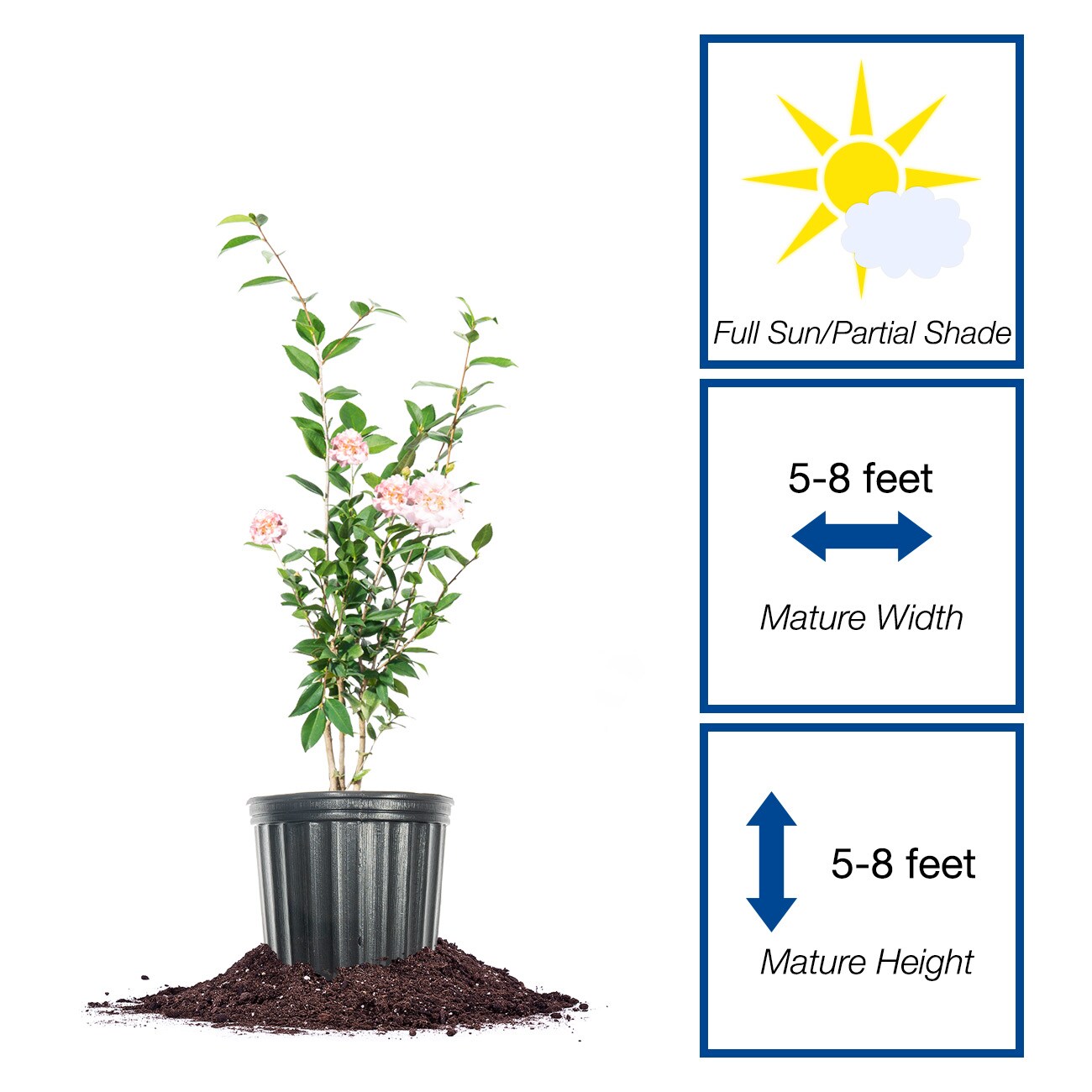 Perfect Plants LOHIFRGRNCCAMELLIA3G shrubs - View #2