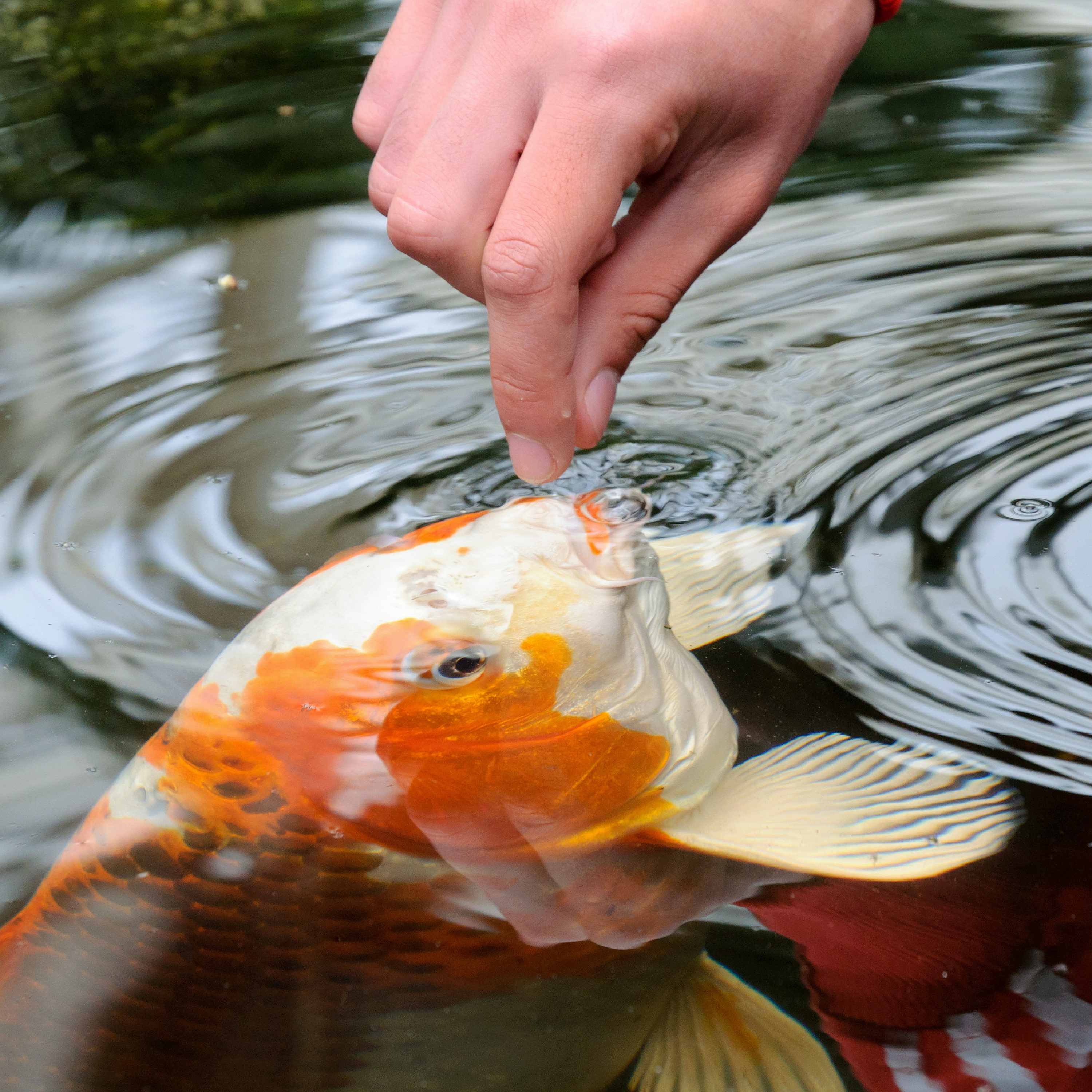 Tetra Goldfish and Koi Pond Sticks, 3.53 oz - Harris Teeter