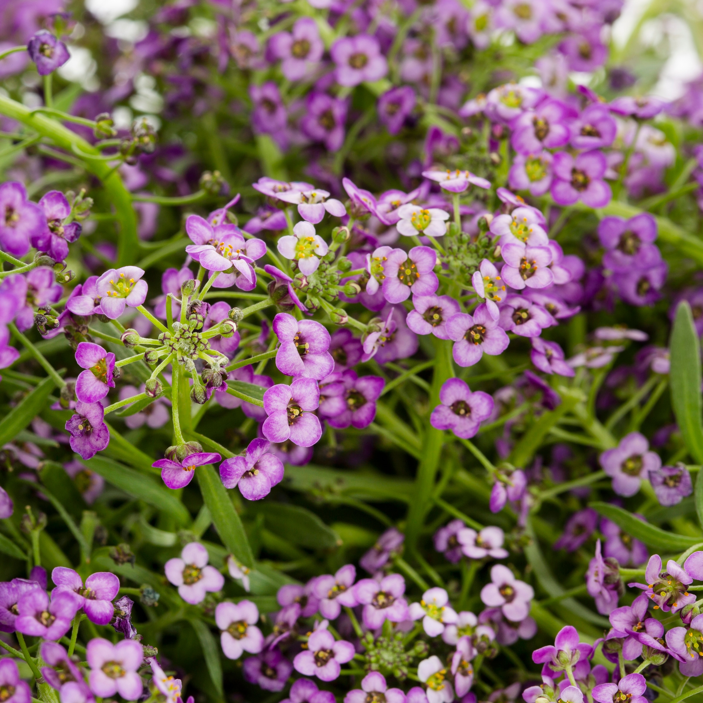 Lowe's 658912 annuals - View #2