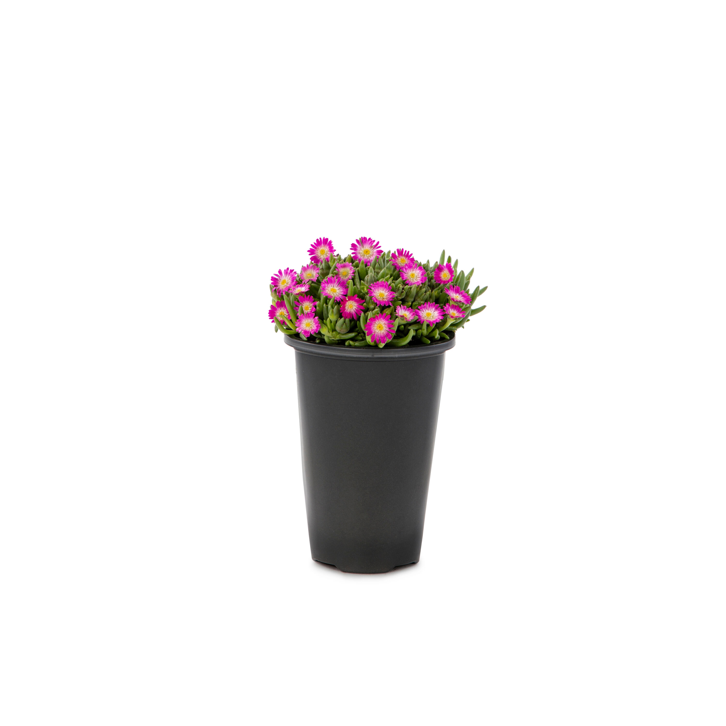 Lowe's 5751607 Multicolor Delosperma Plant in 1.5 -Pint Pot 1 -Pack