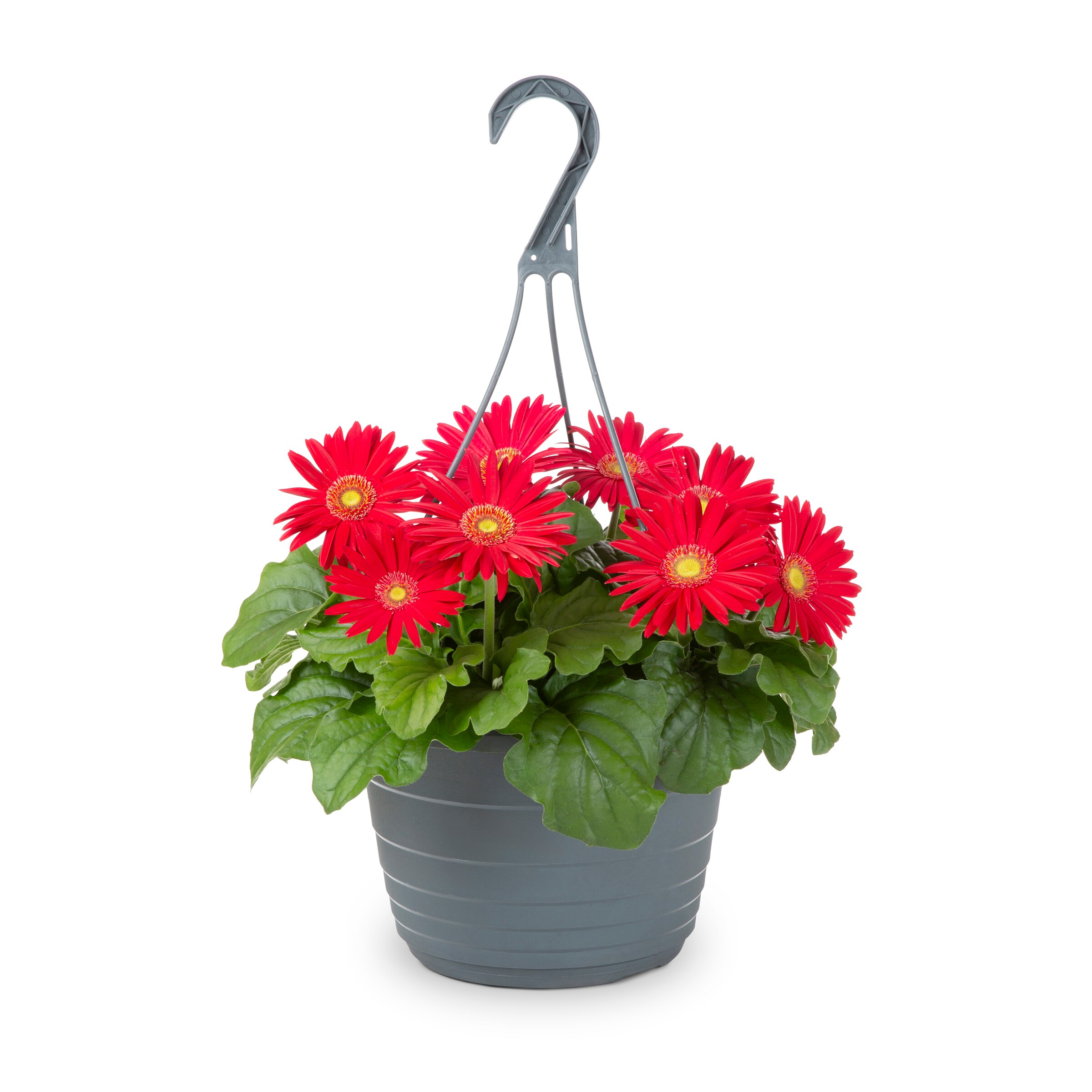 Lowe's 211416 annuals - View #9