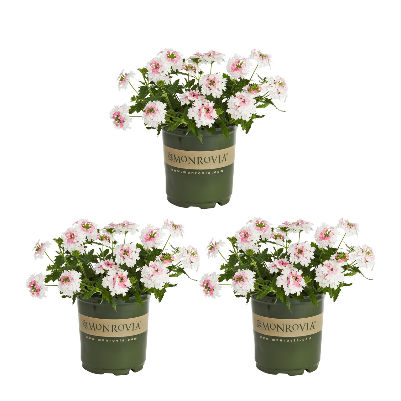 Monrovia Multicolor Verbena in 2.5-Quart Pot 3-Pack in the Annuals ...