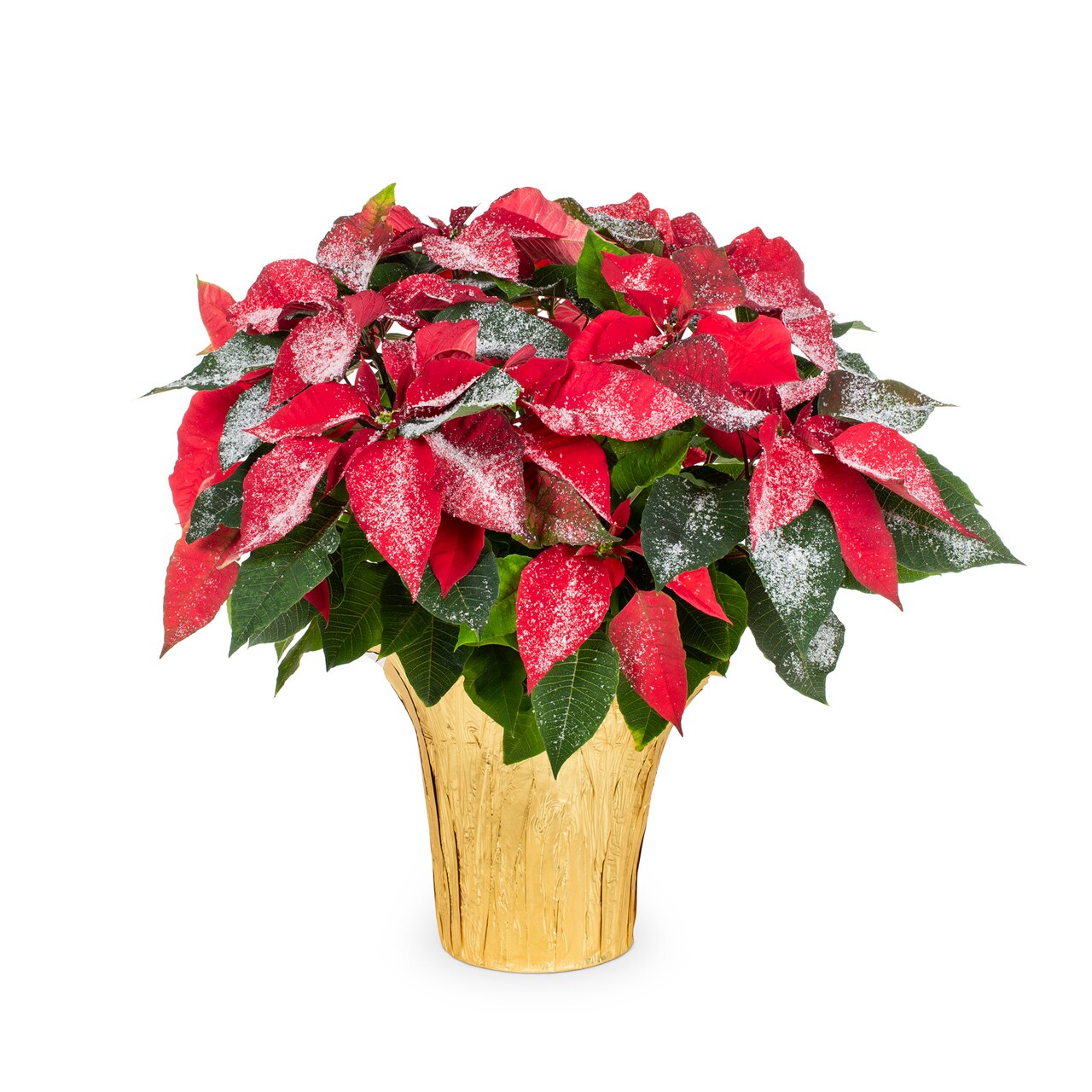  5492967 3.5 -Quart Fresh Christmas Potted Poinsettia