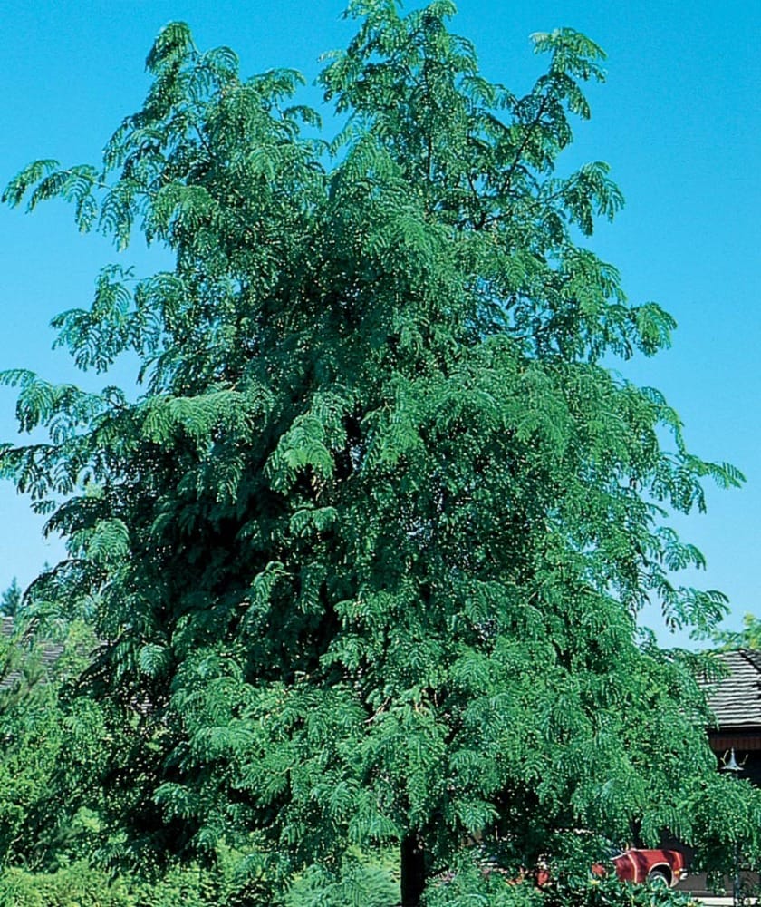  NURSERY 3.64 -Gallon Shade Skyline Honeylocust In pot (with soil)