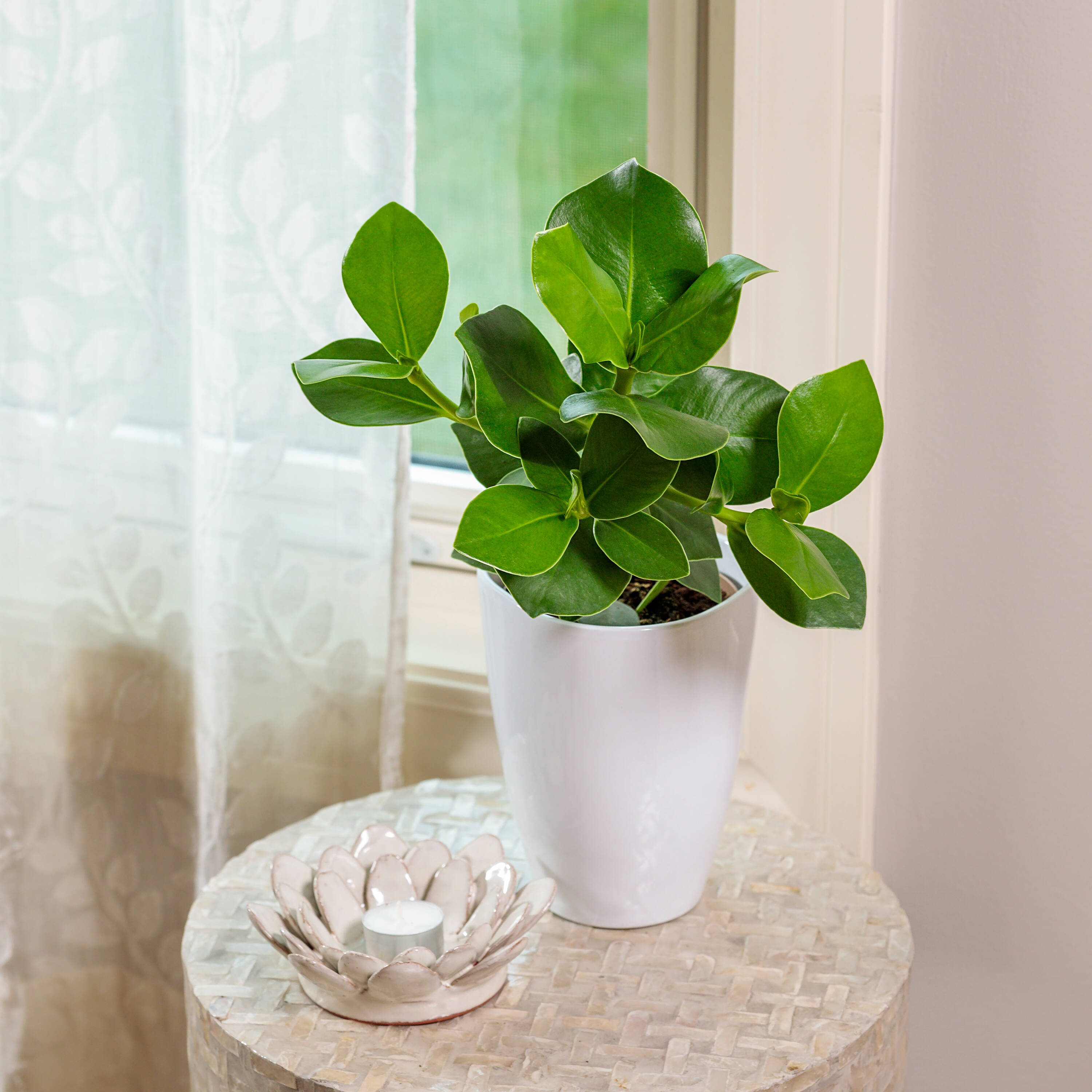 Proven Winners CLUPRL0015105 Tattoo Princess Autograph Tree House plant in 5 Inch(es) Pot