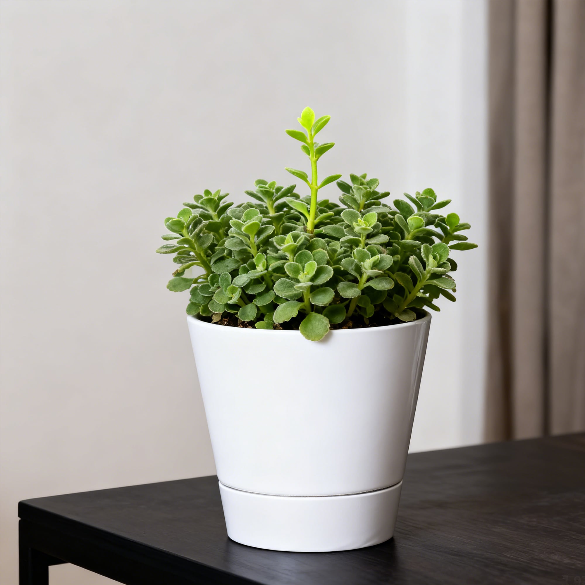 allen + roth PLK6108PWK Planter-Window-Box - View #9