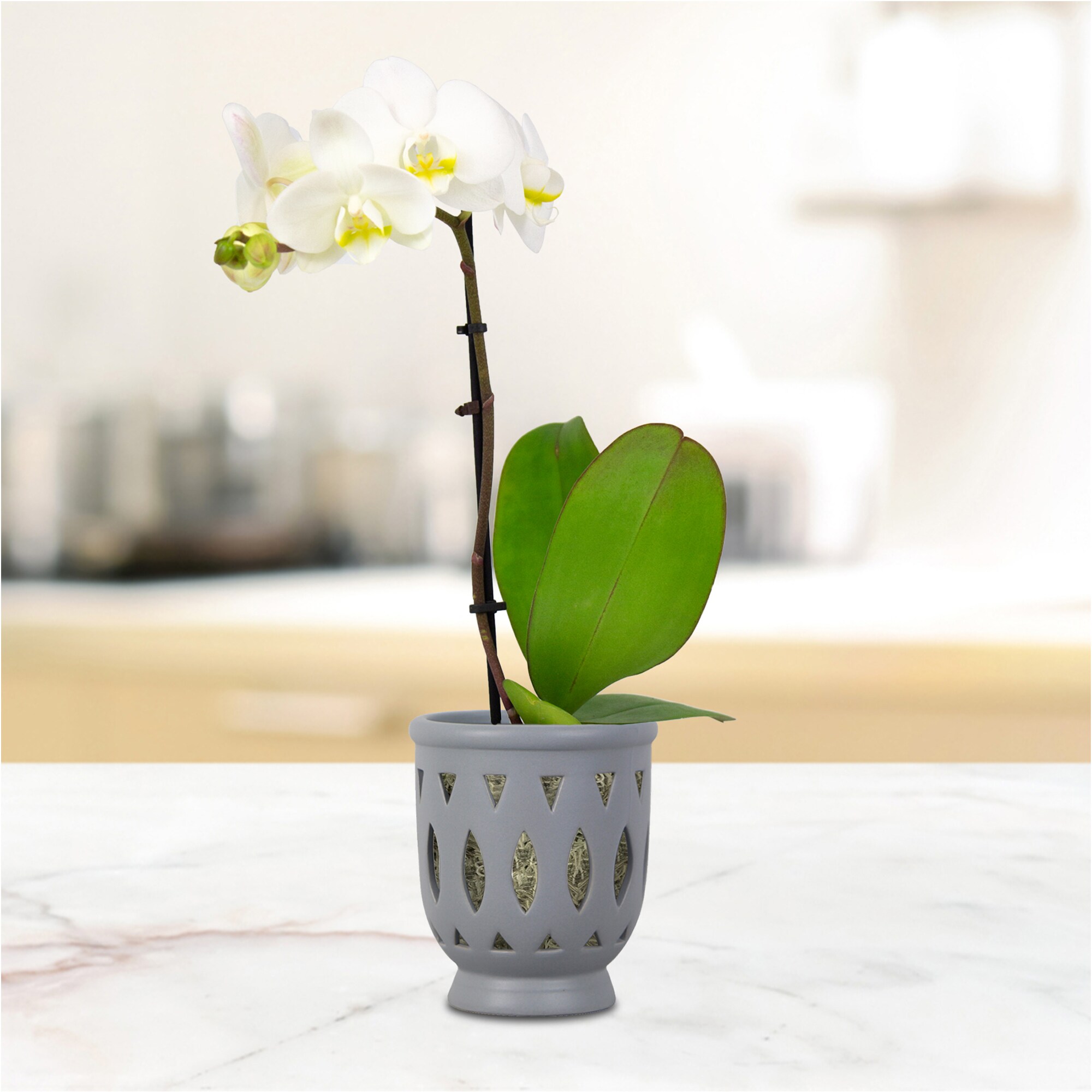 Trendspot LECR01291N-06HS Planter-Window-Box - View #2