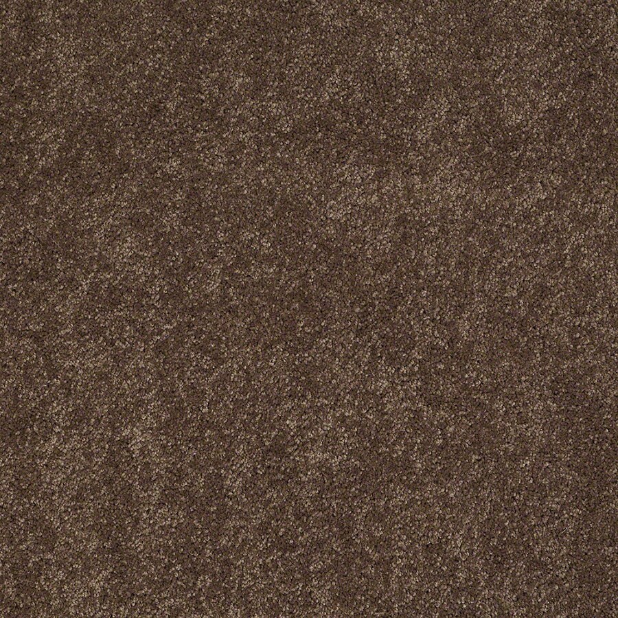 STAINMASTER S663016HOT COCO-OCOA (Sample) Active Family Supreme Delight III Hot Cocoa Textured Carpet