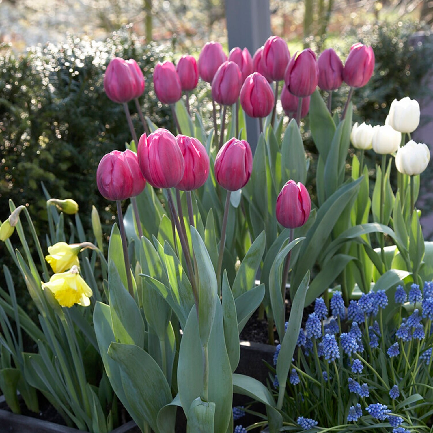 Garden State Bulb ECF-91-100-04 Plant-Bulbs - View #6