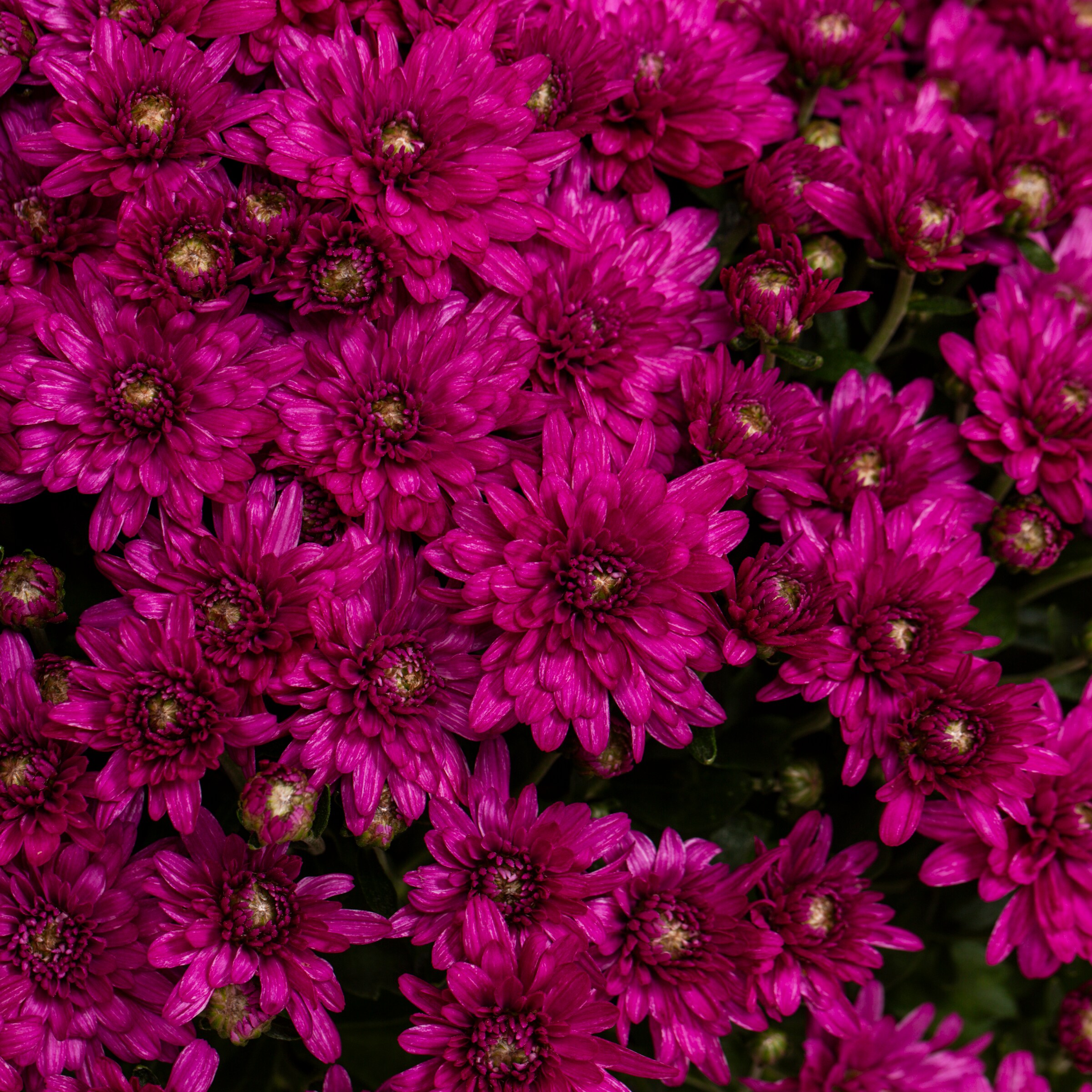 Lowe's NURSERY annuals - View #2