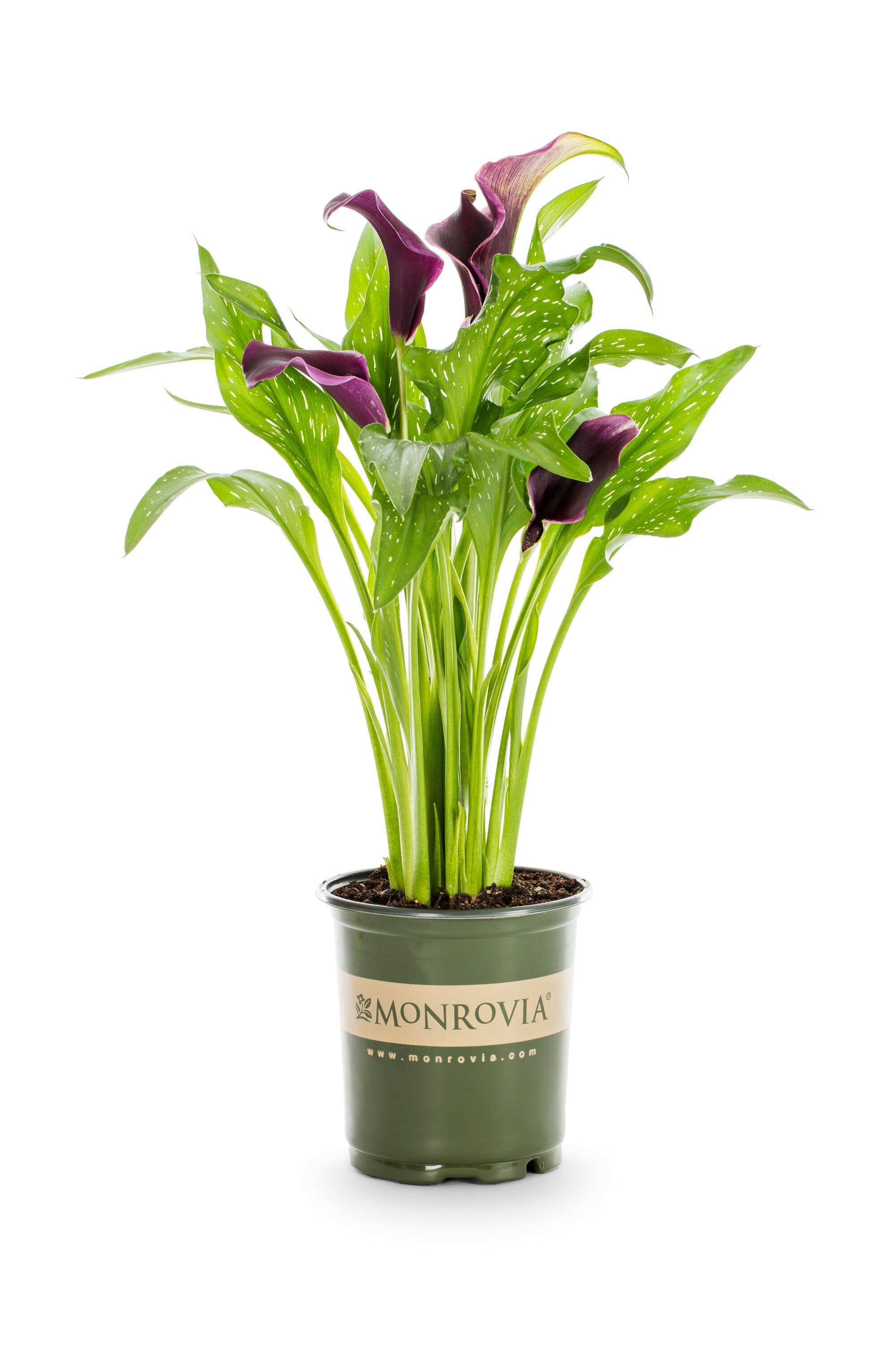 Monrovia 5107 perennials - View #4